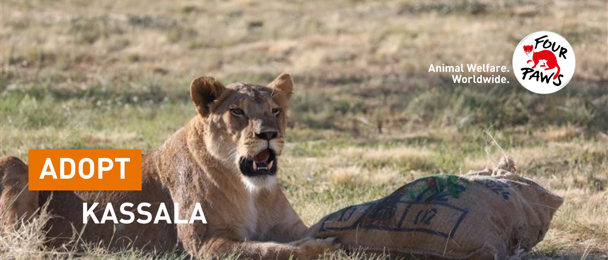 Adopt lioness Kassala
