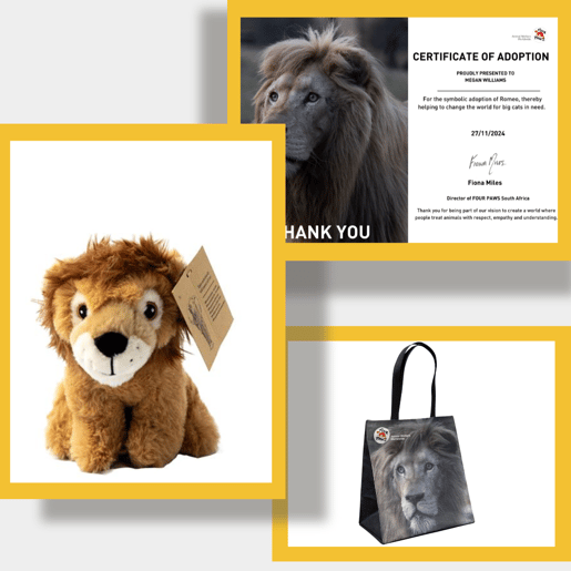 Gifts you will receive when you adopt Romeo