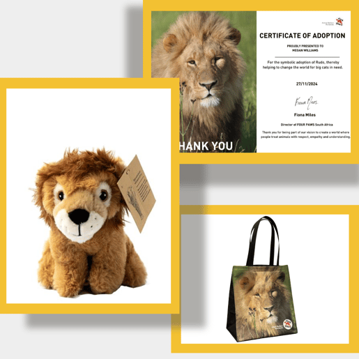 Gift you will receive when you adopt Rudo