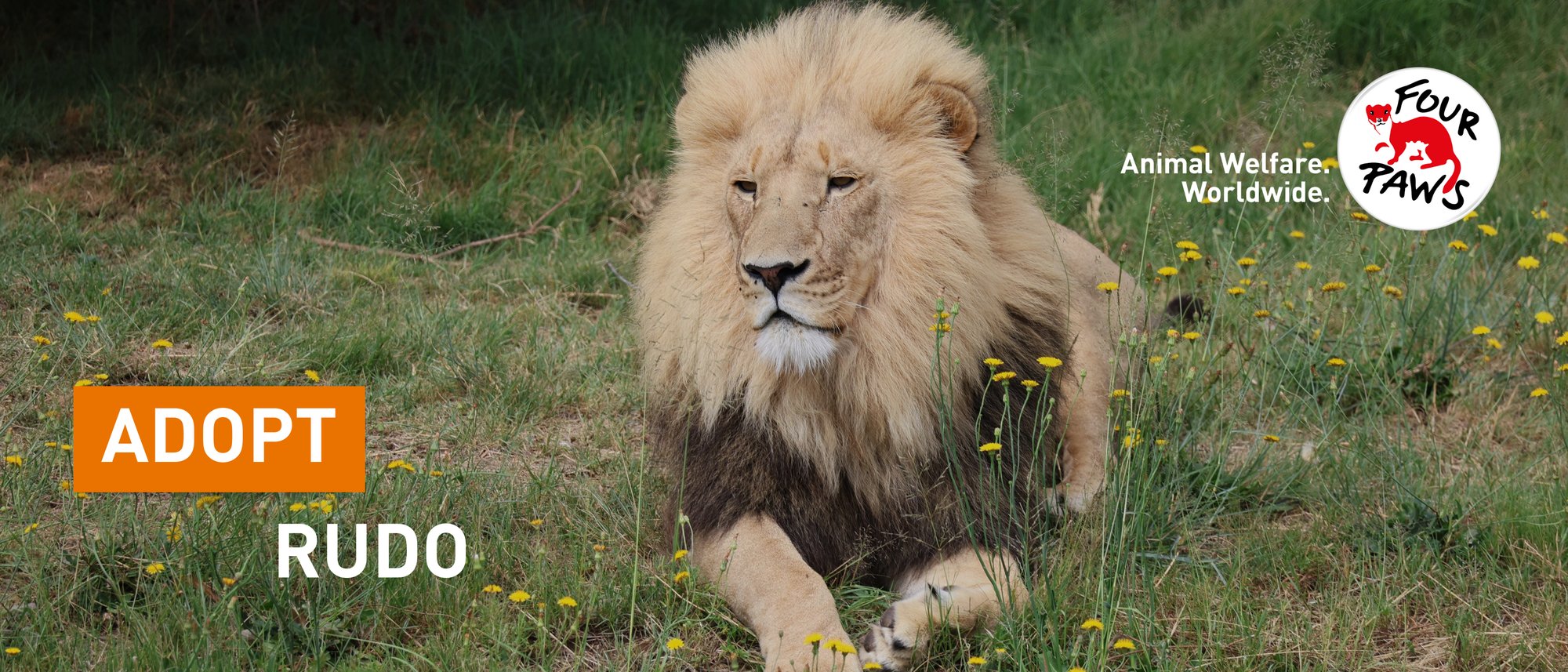 Lion Rudo enjoying the sun