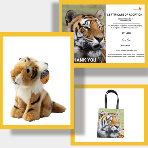 Gifts you will receive when you adopt Sharukh