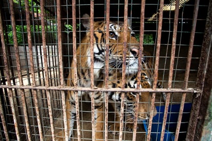 Tigers Benjamin and Negus