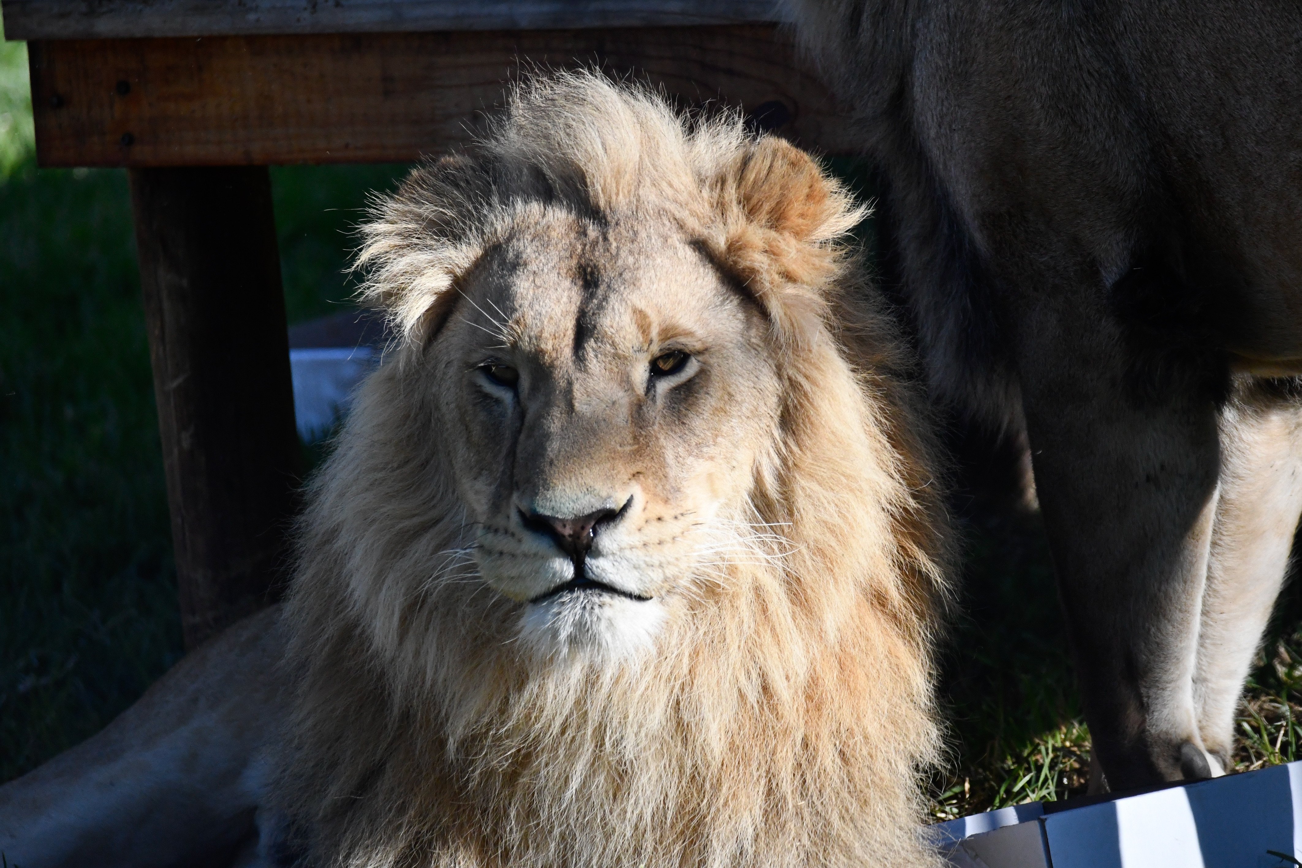 Lion Dolf in his enclosure