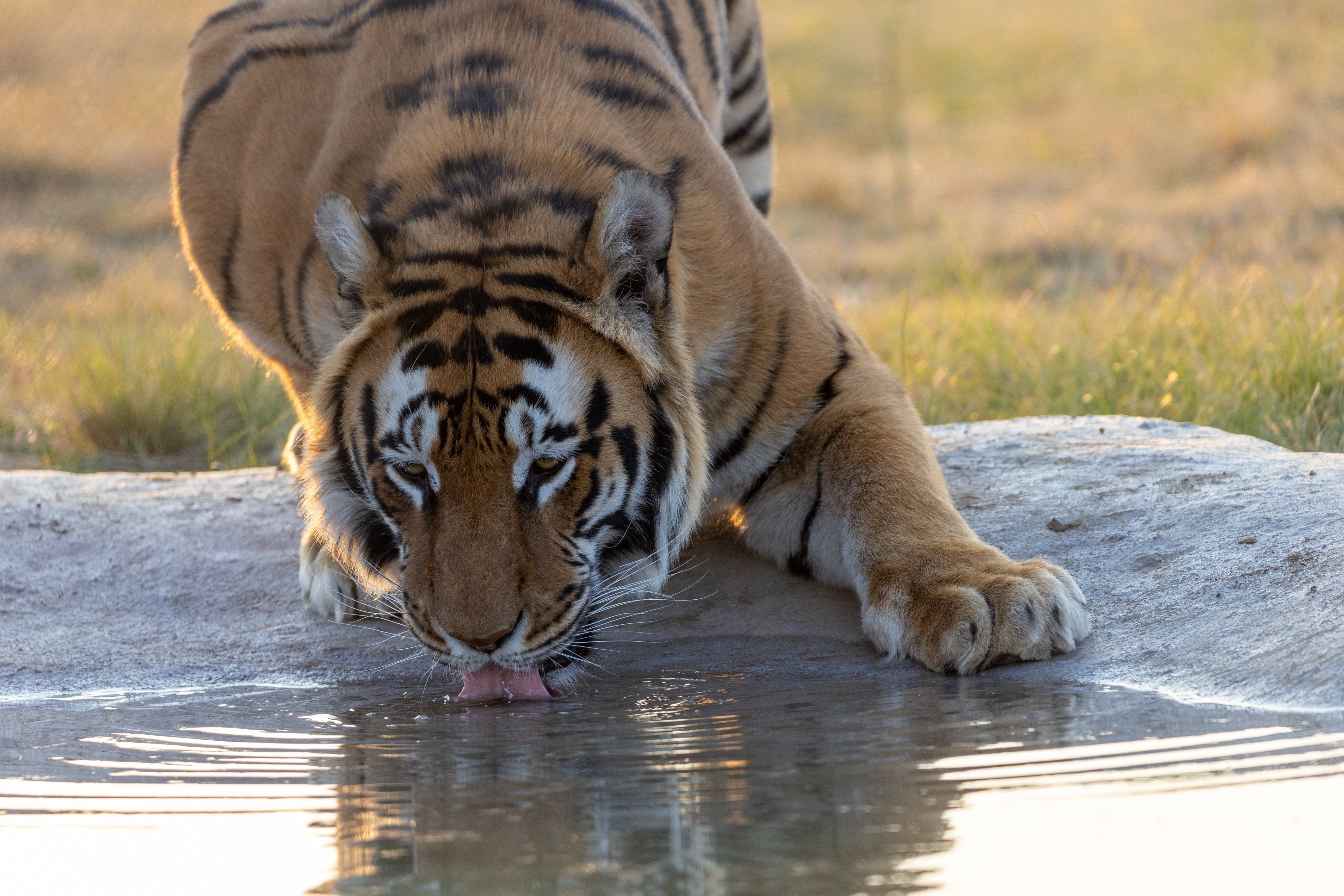 Sharukh drinking water