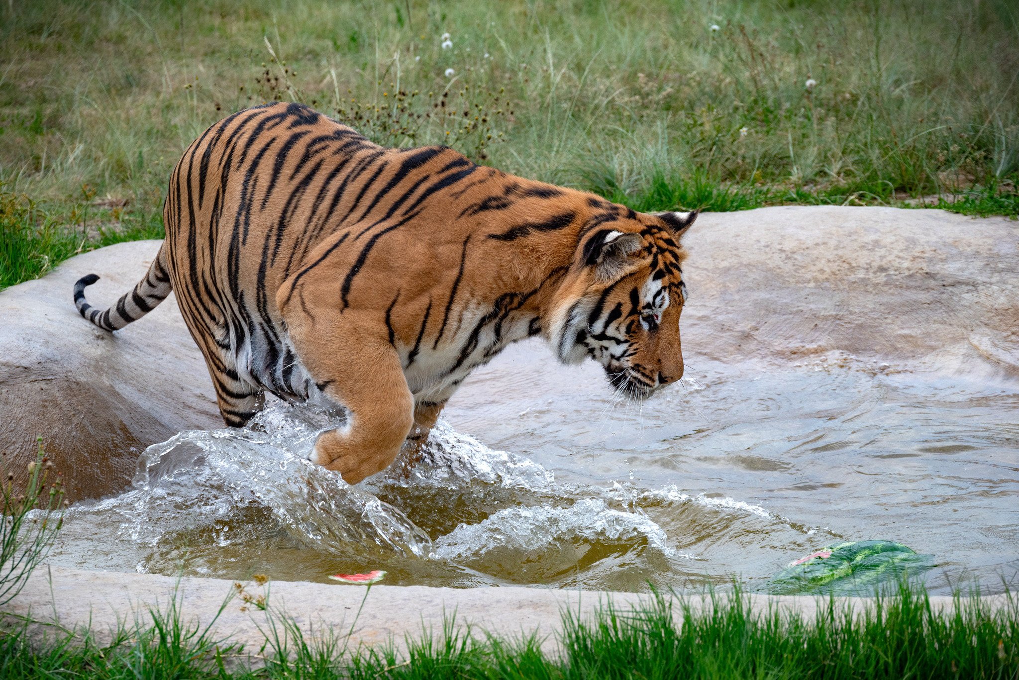 Sharukh playing with water