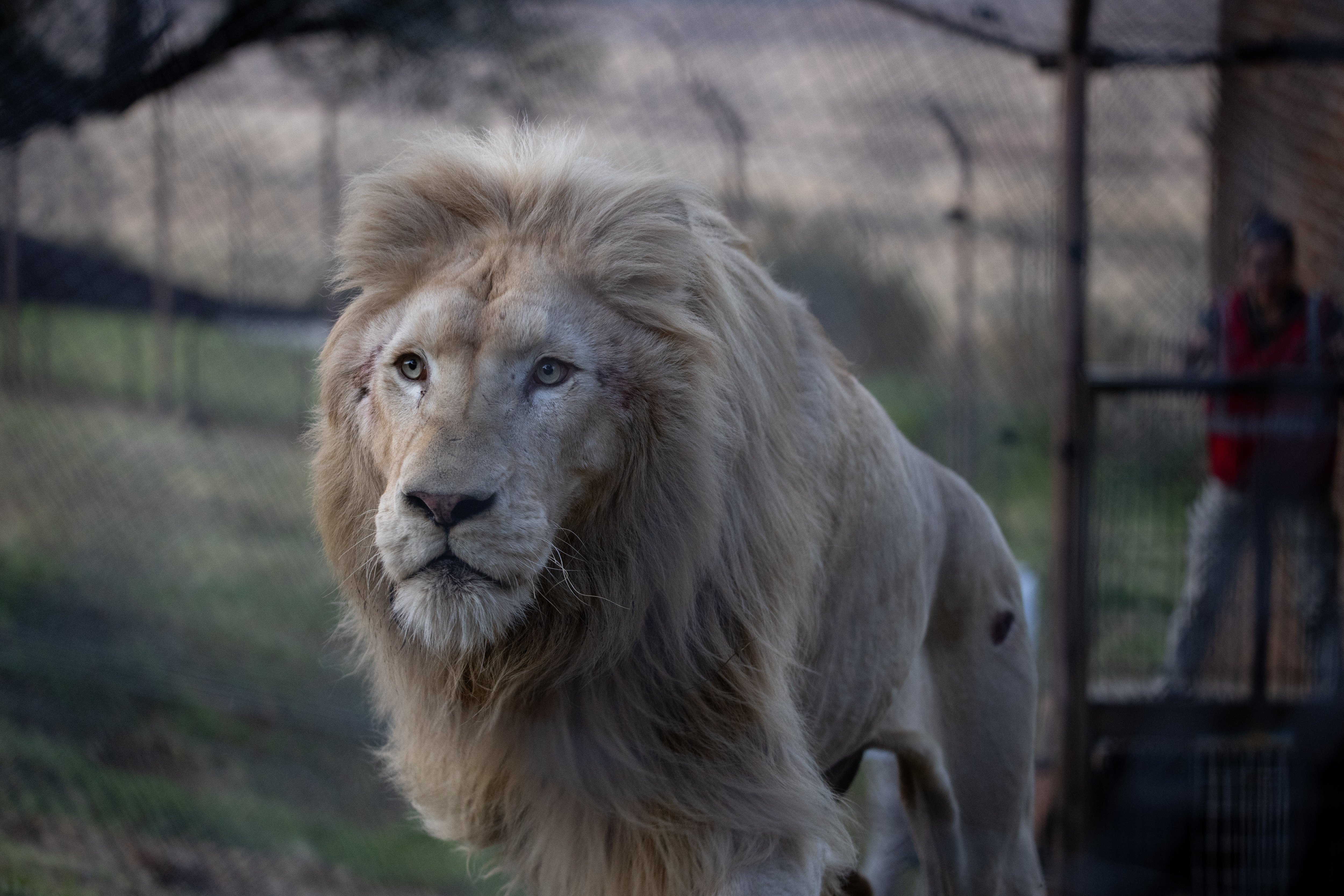 Lion Romeo in his enclosure