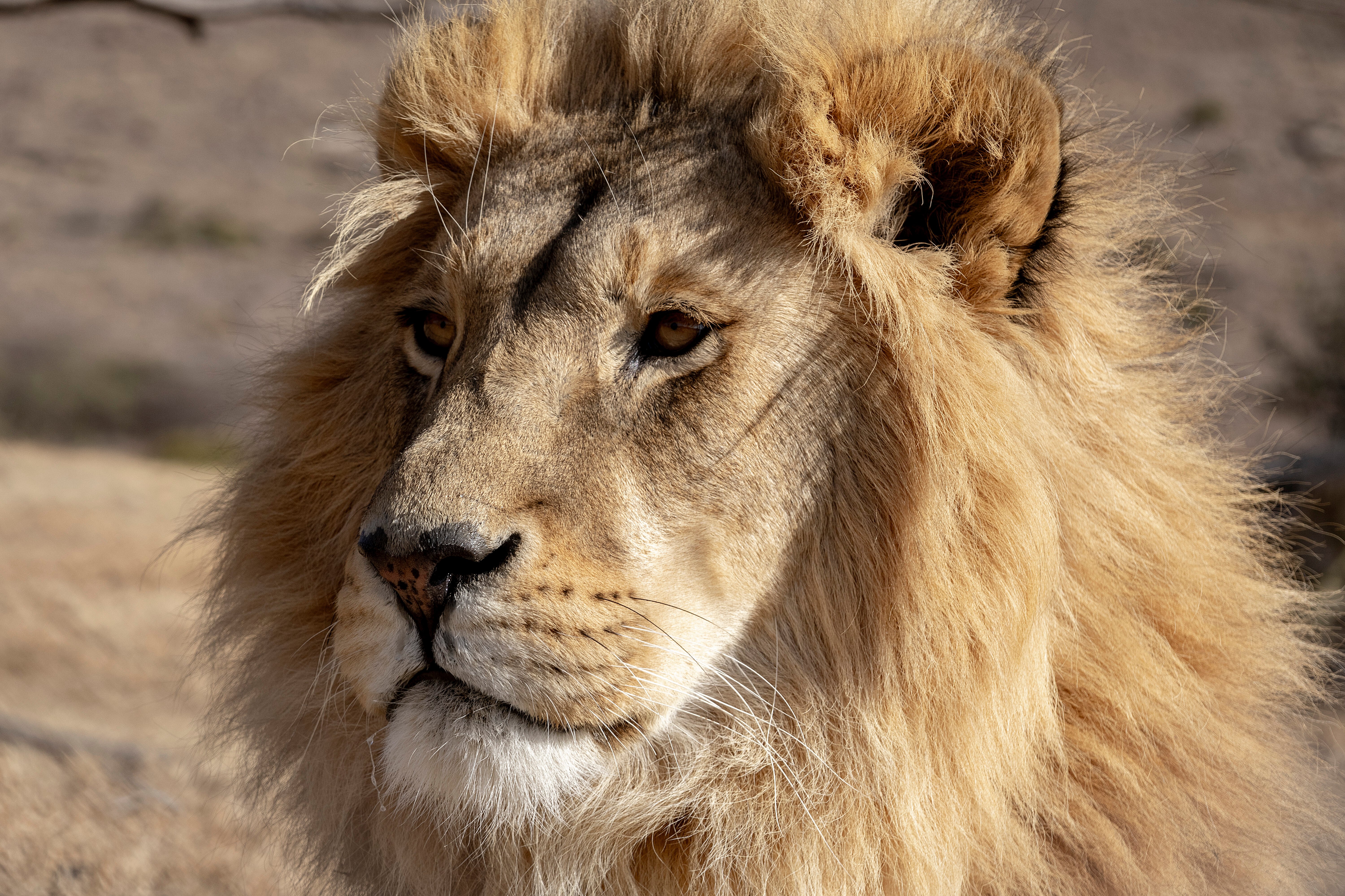 Lion Rudo enjoying the sun