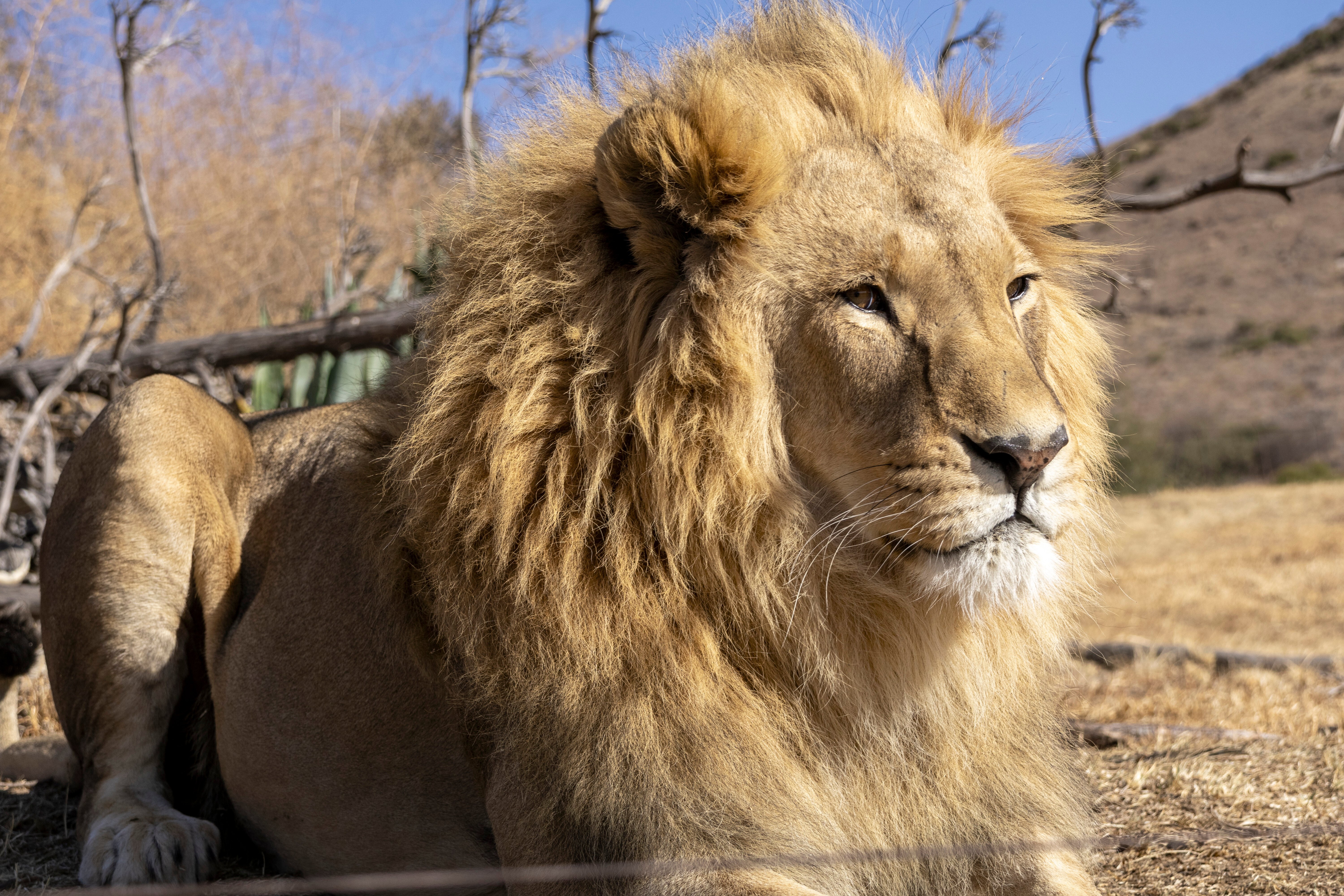 Lion Dolf in his enclosure