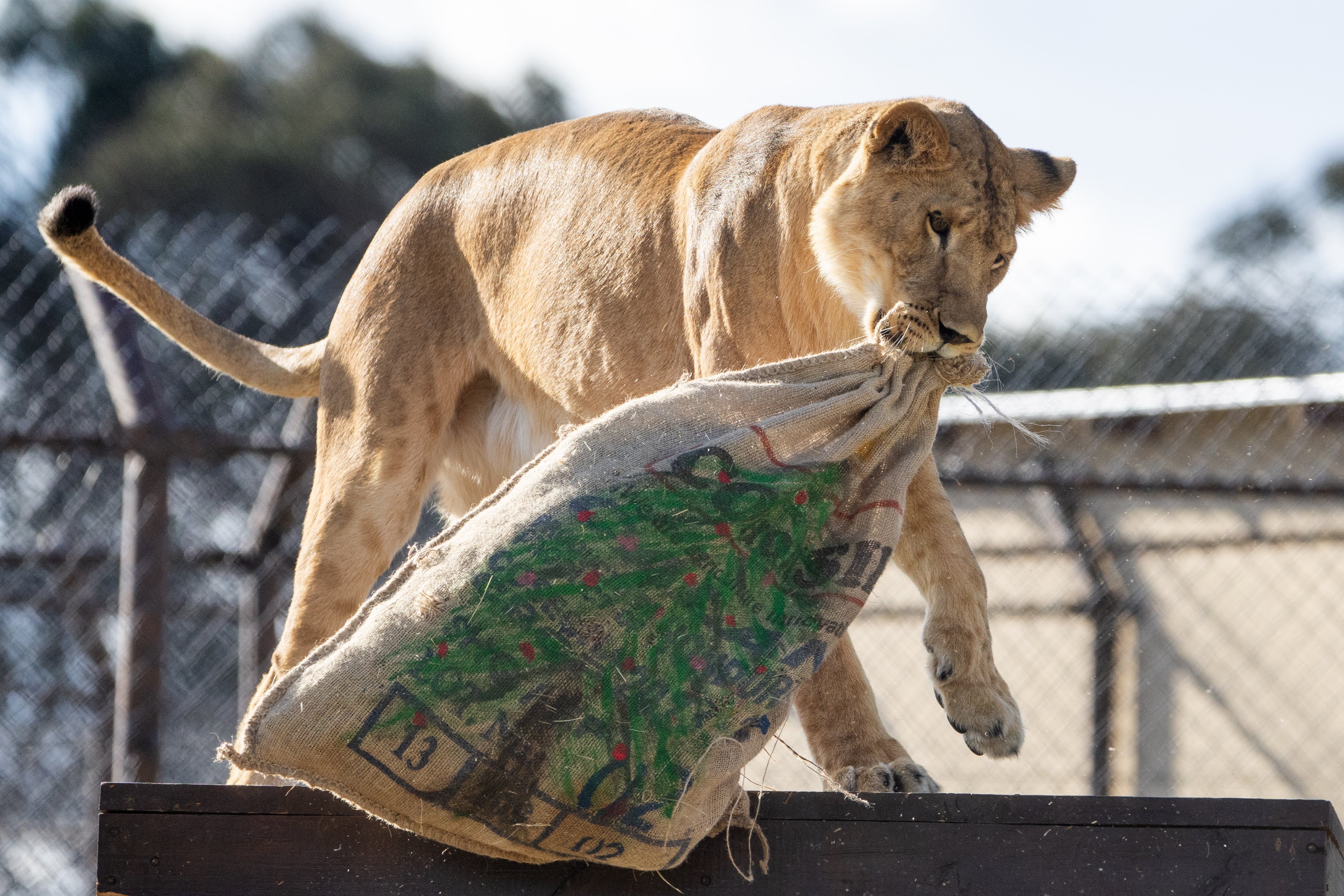 Lioness Kassala playing on deck with enrichment