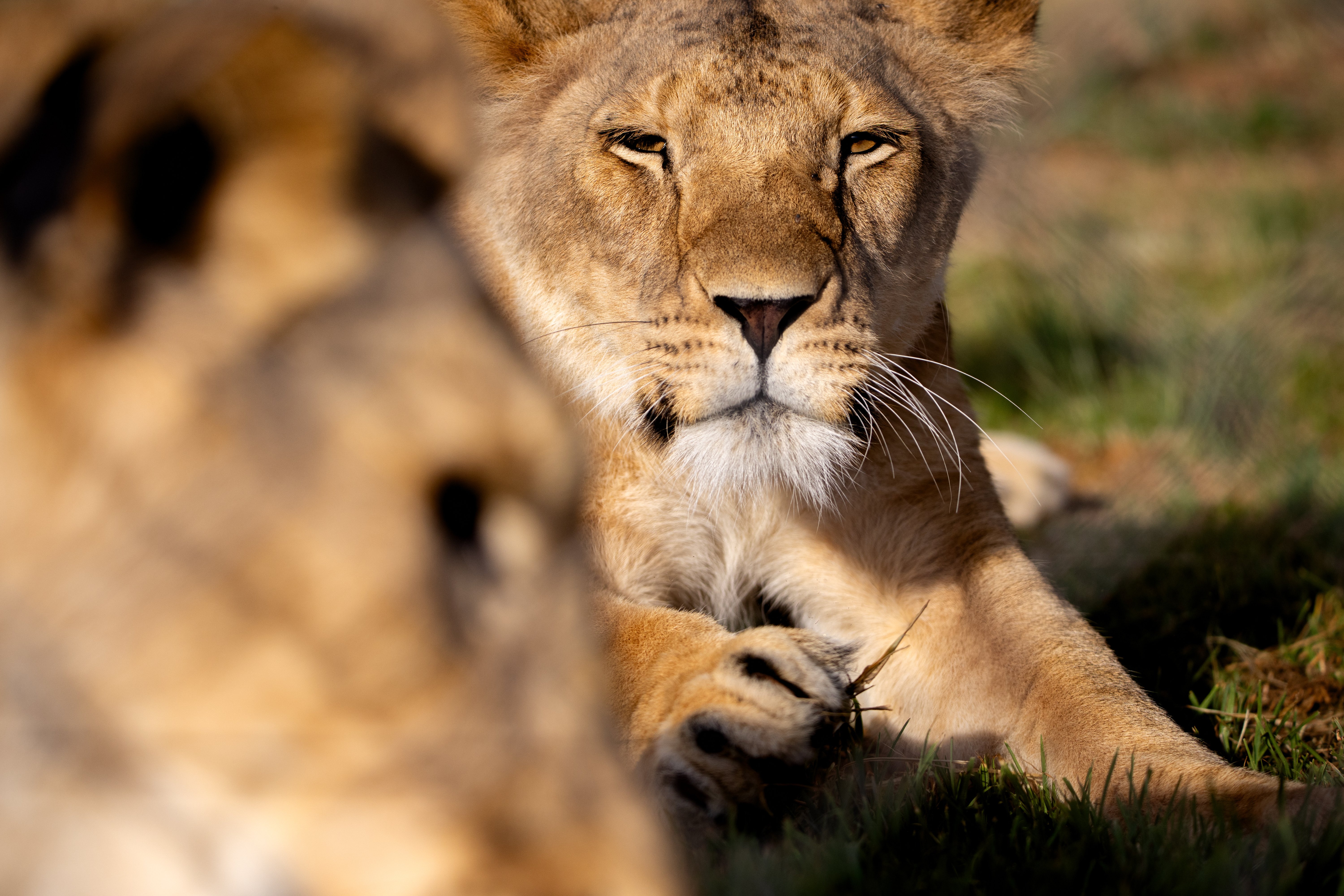 Lioness Kassala looking into the camera