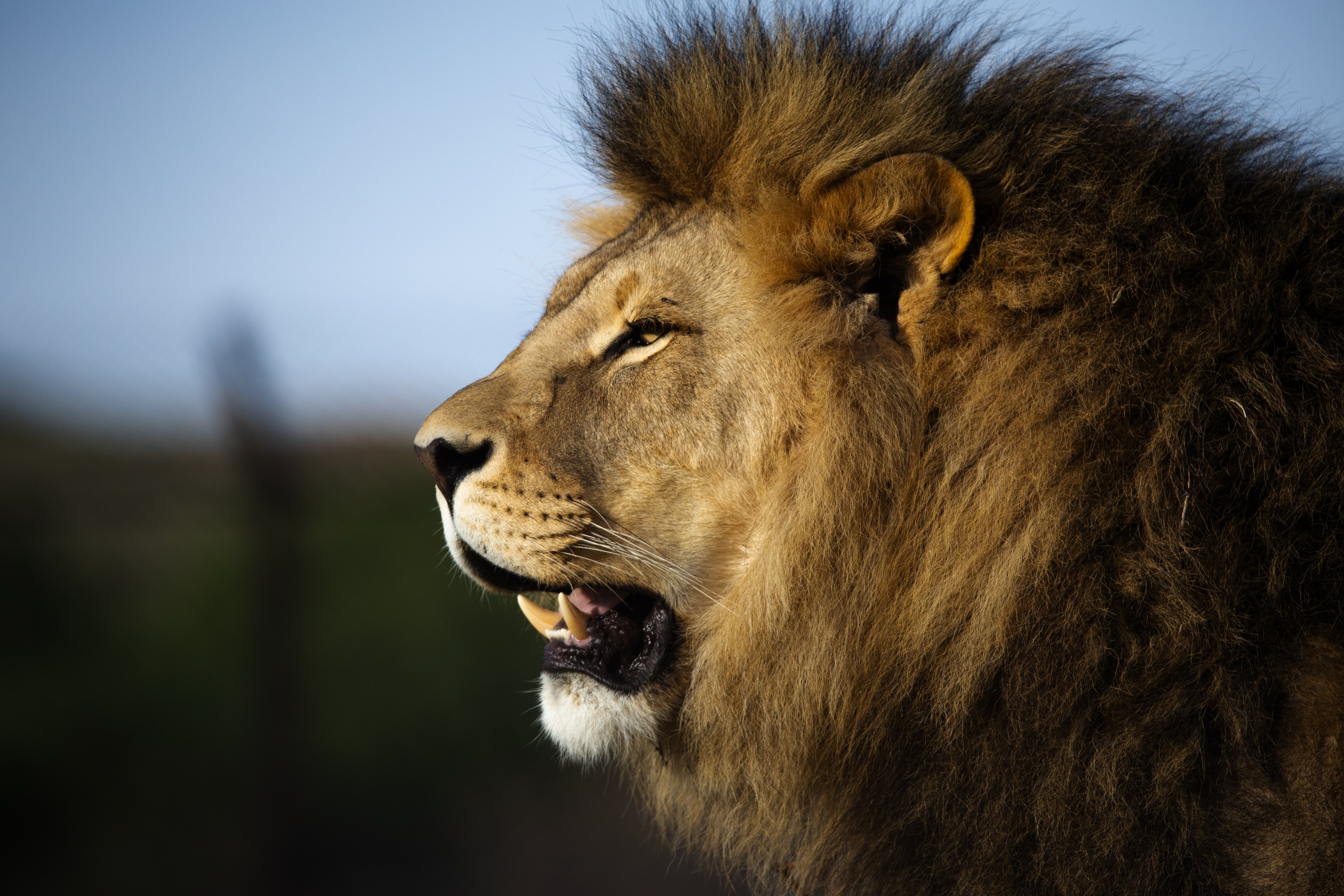 Lion Nikola enjoying his environment