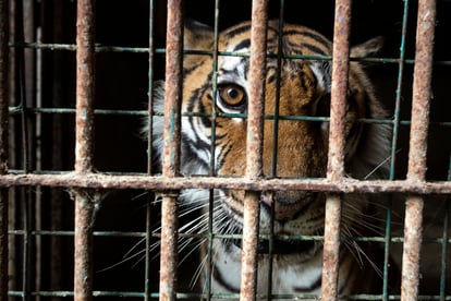 VIER PFOTEN_2025-11-20_00043