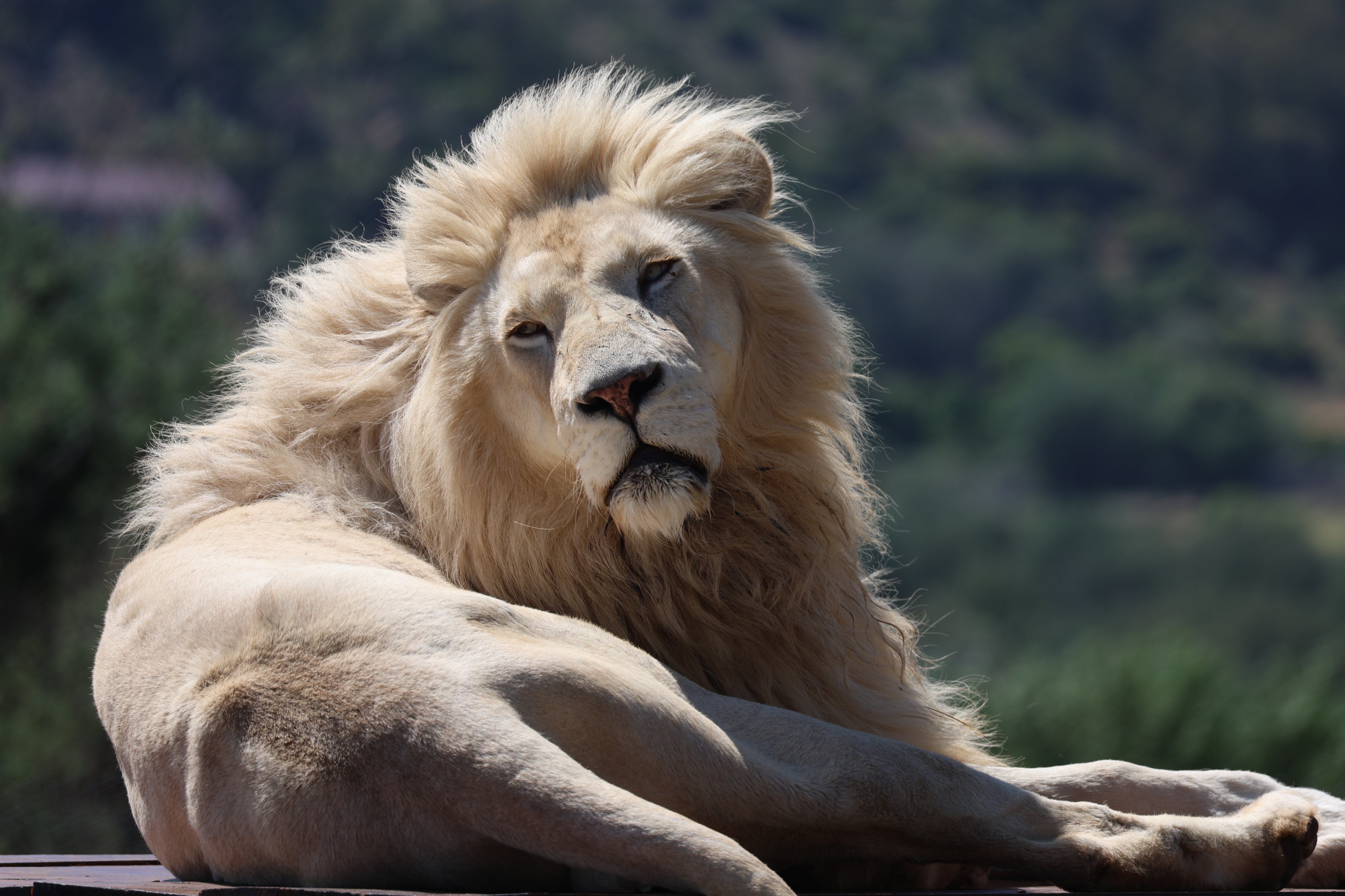 Lion Romeo in his enclosure