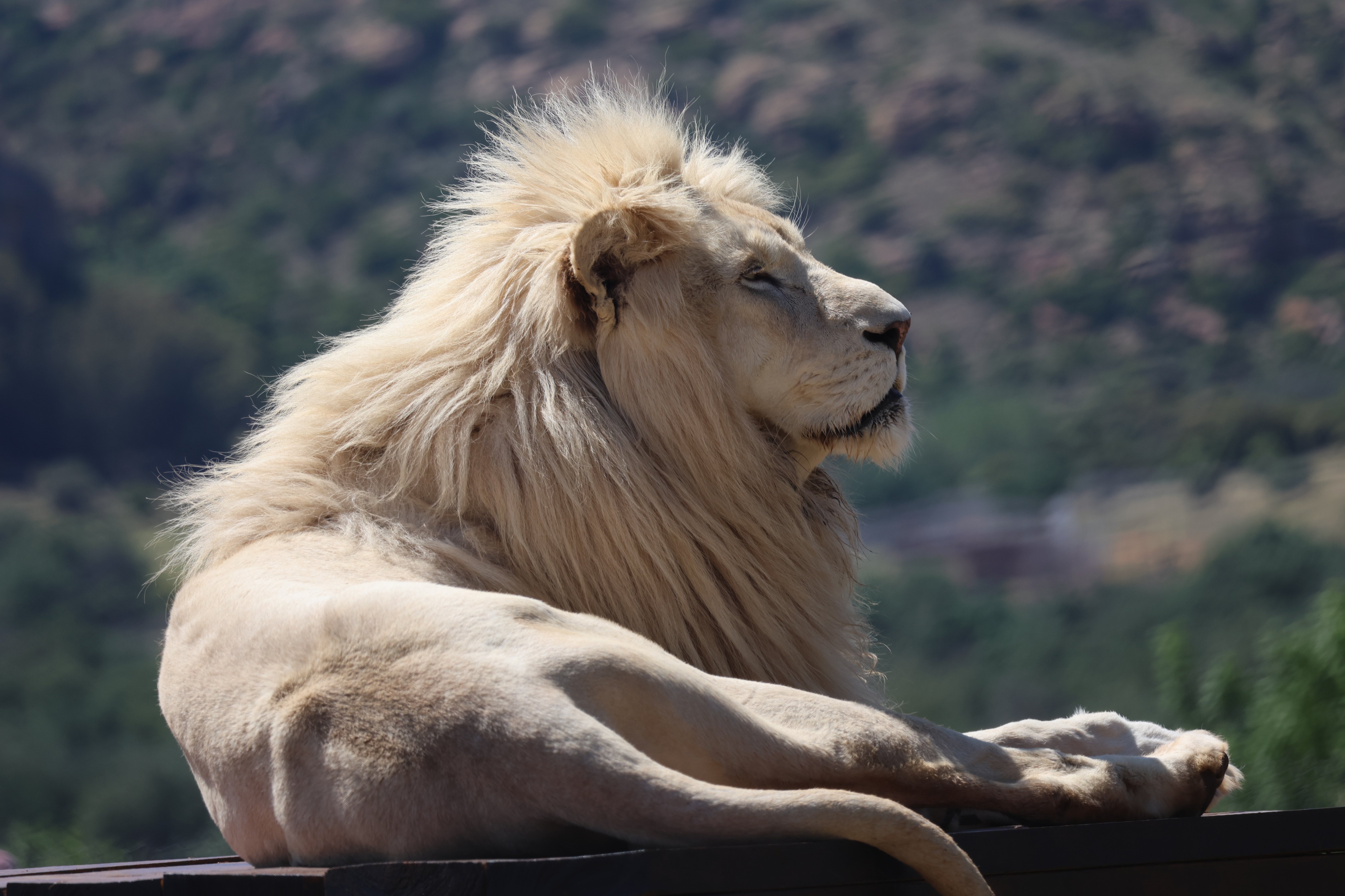 Lion Romeo in his enclosure