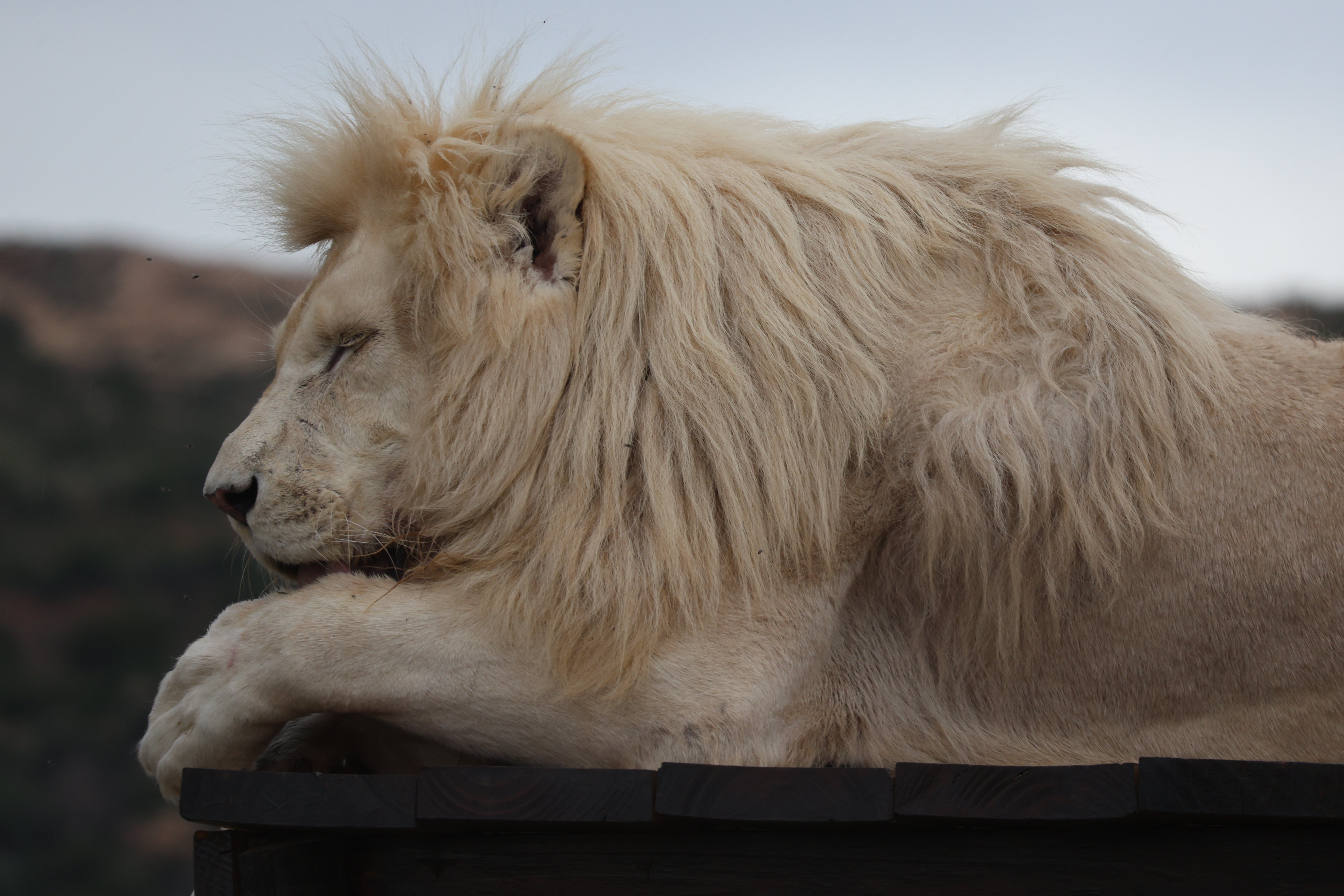 Lion Romeo in his enclosure