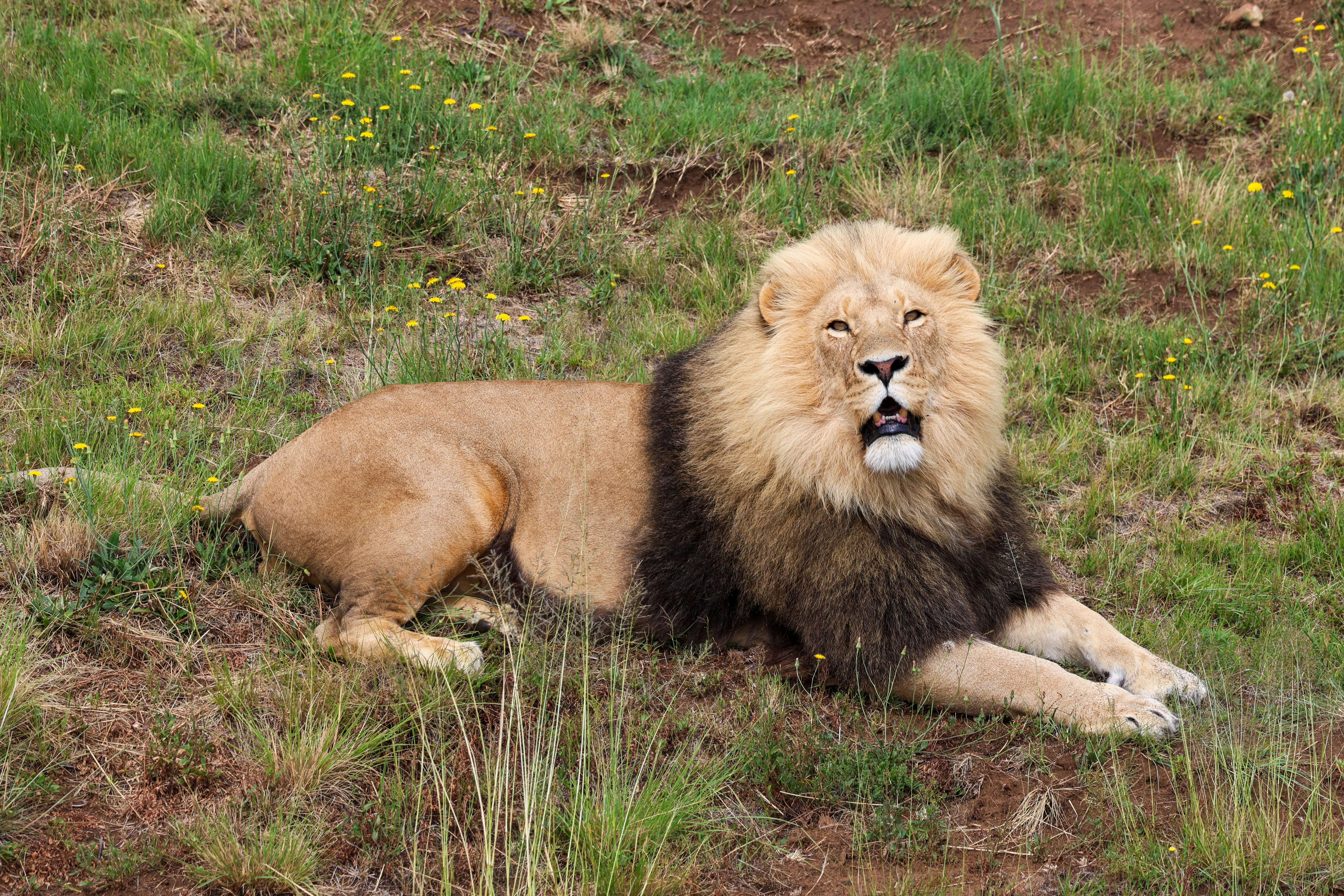 Lion Rudo enjoying the sun