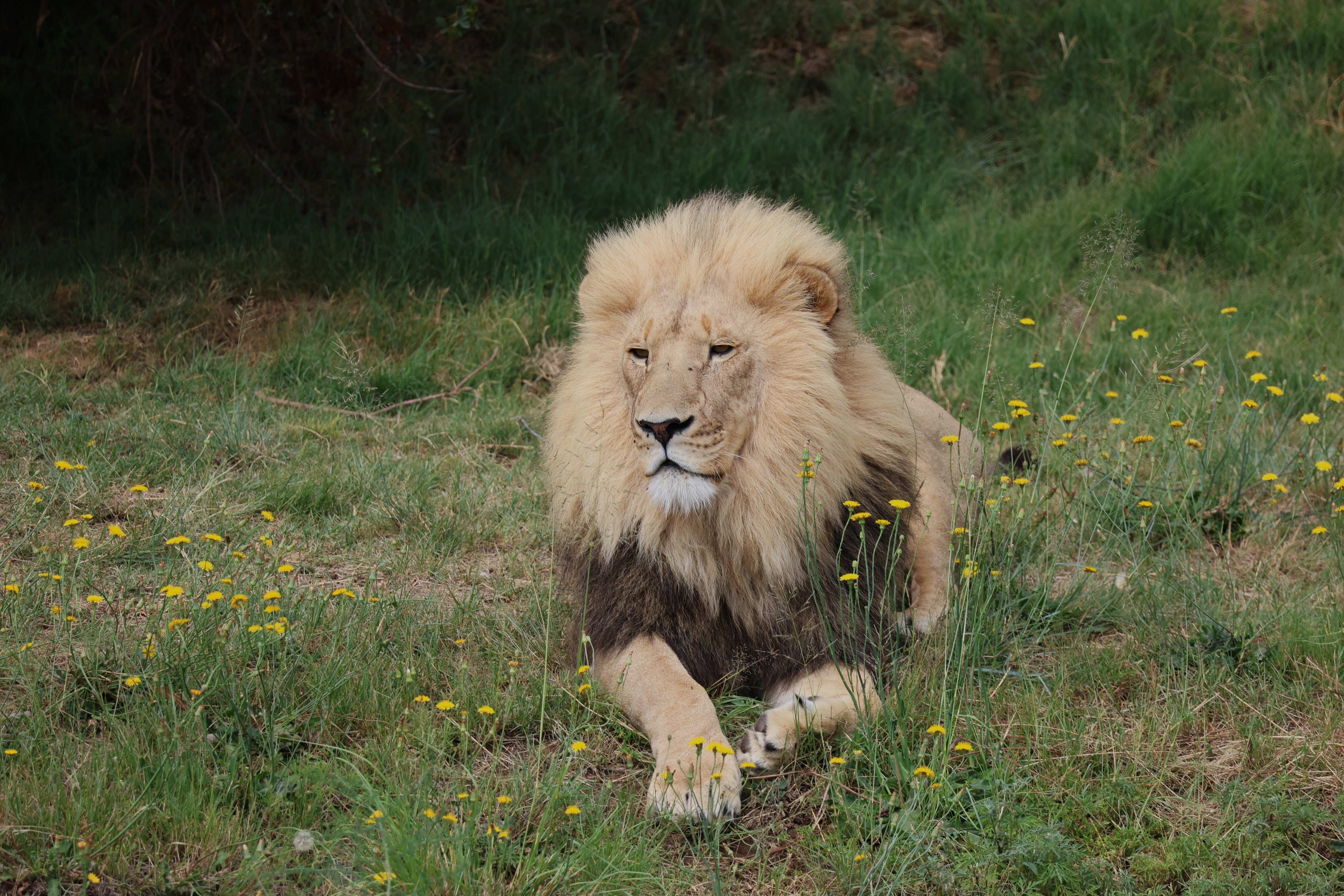 Lion Rudo enjoying the sun
