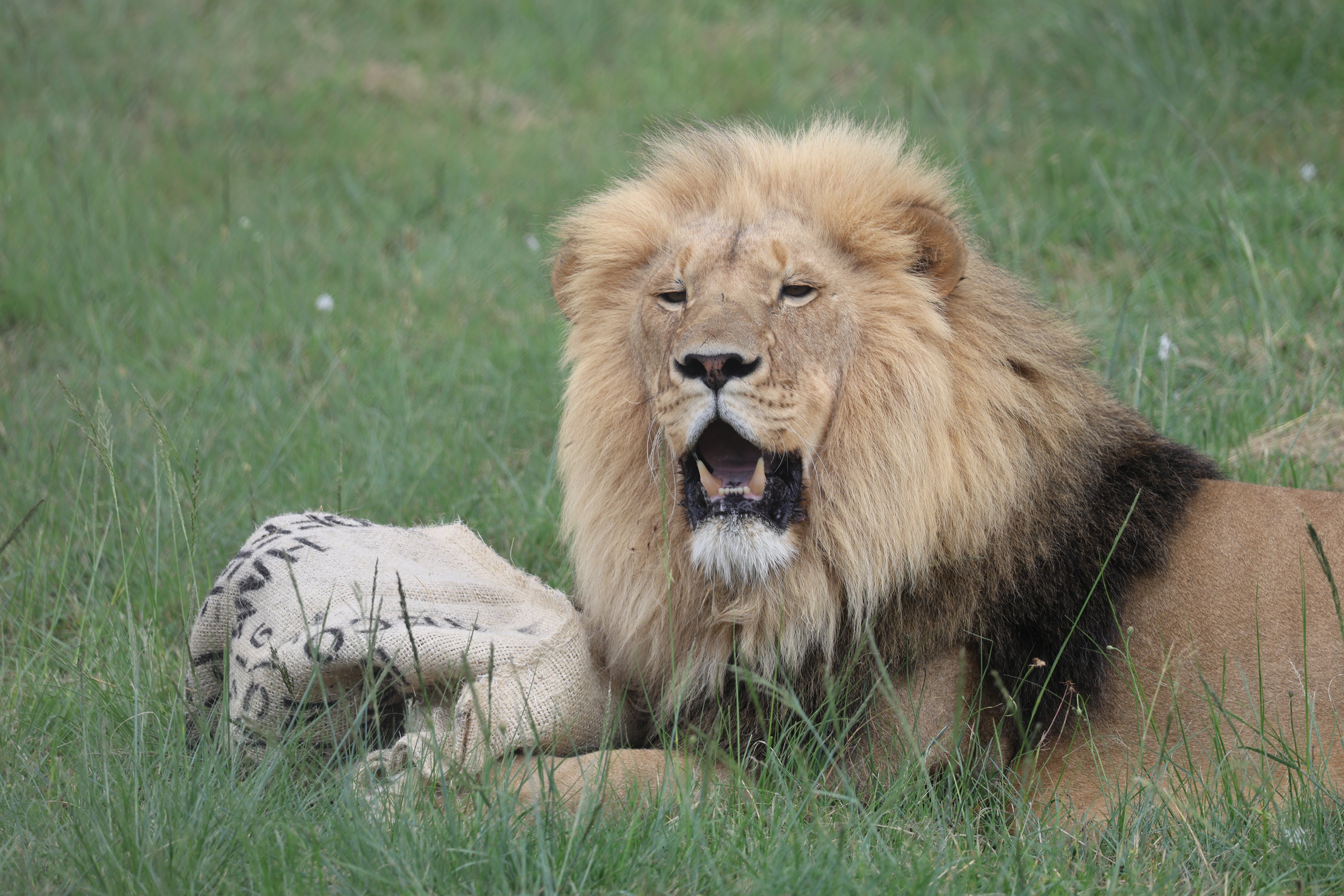 Lion Rudo enjoying the sun
