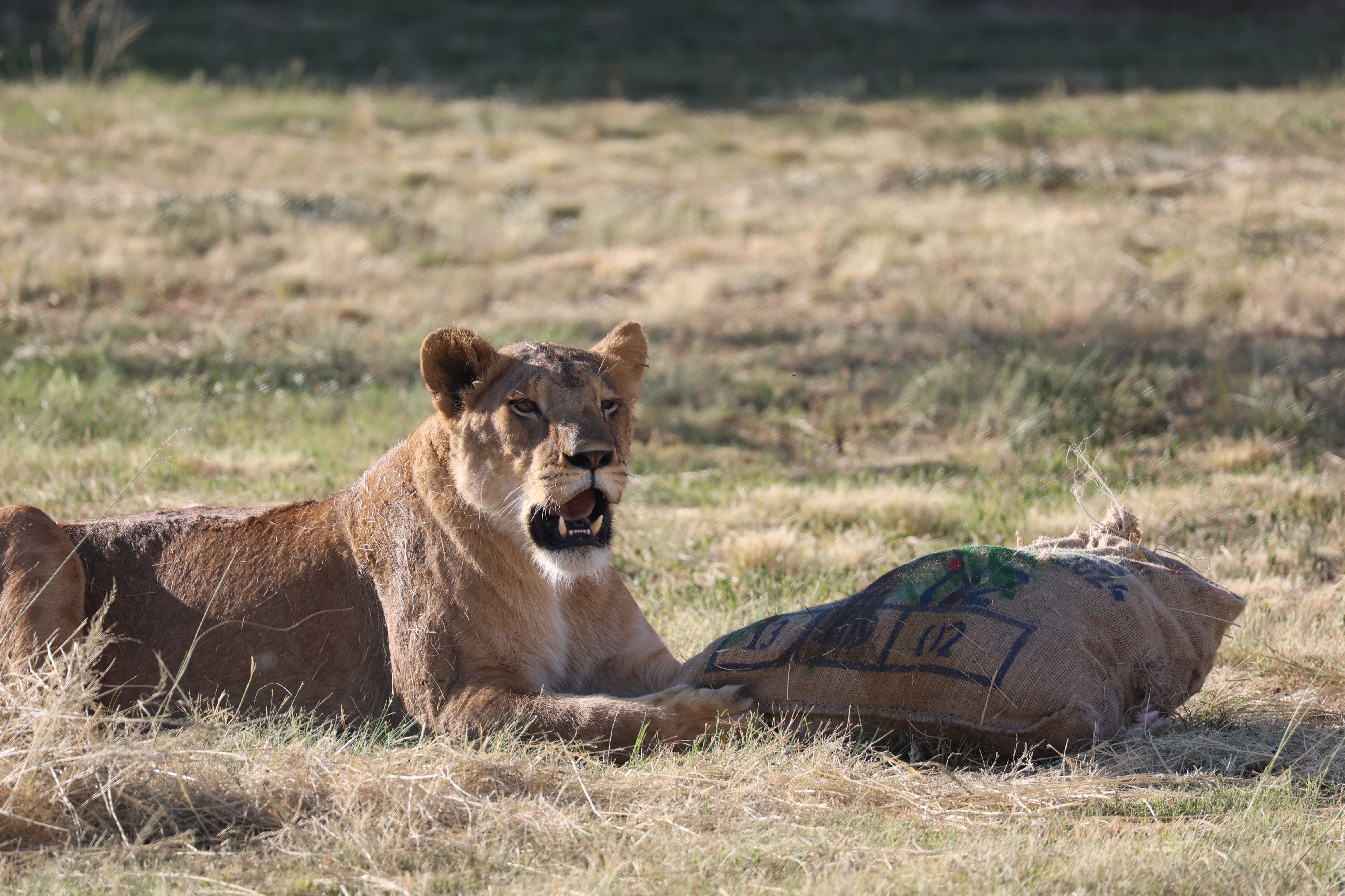 Lioness Kassala laying on a field