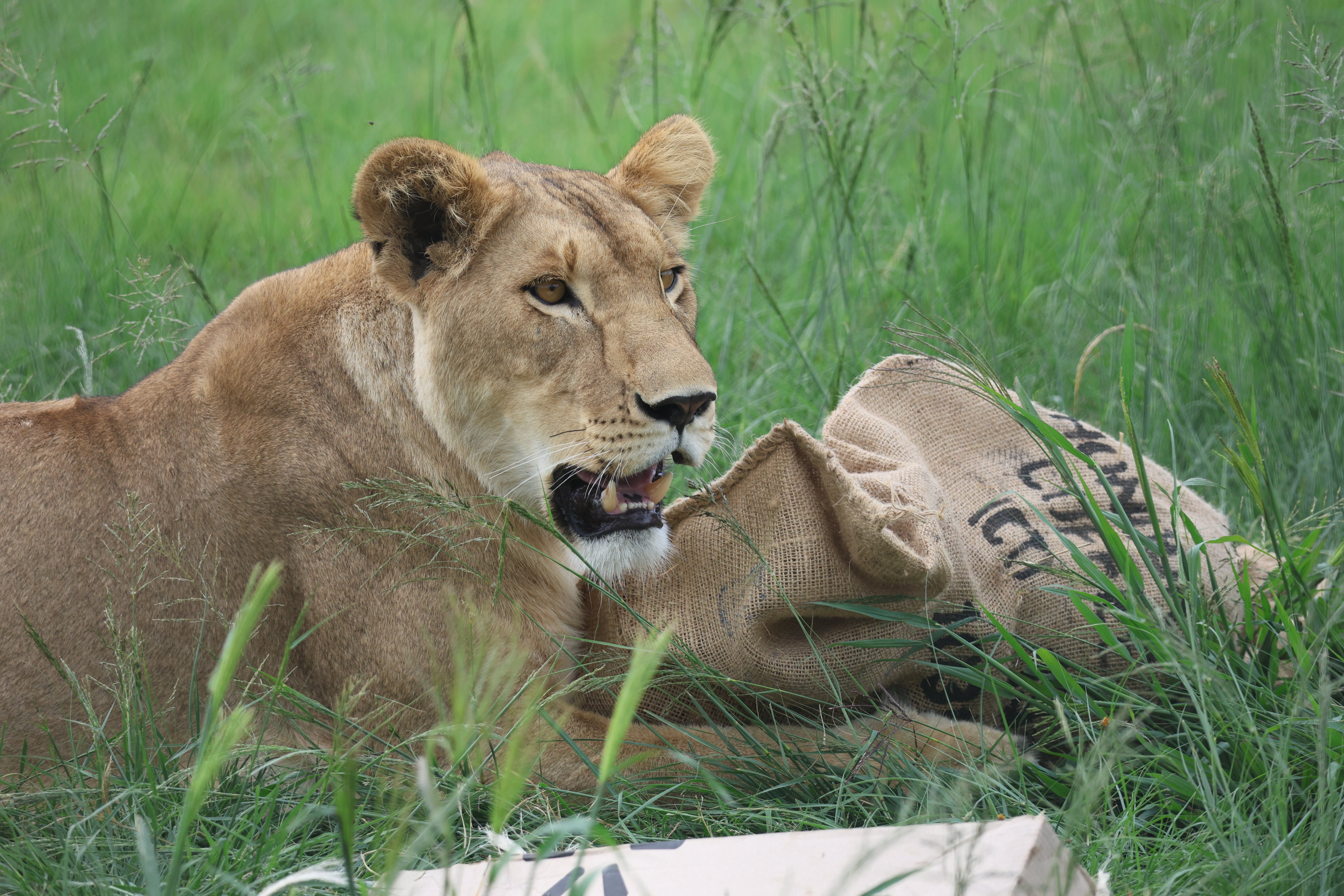 Lioness Kassala laying on a field