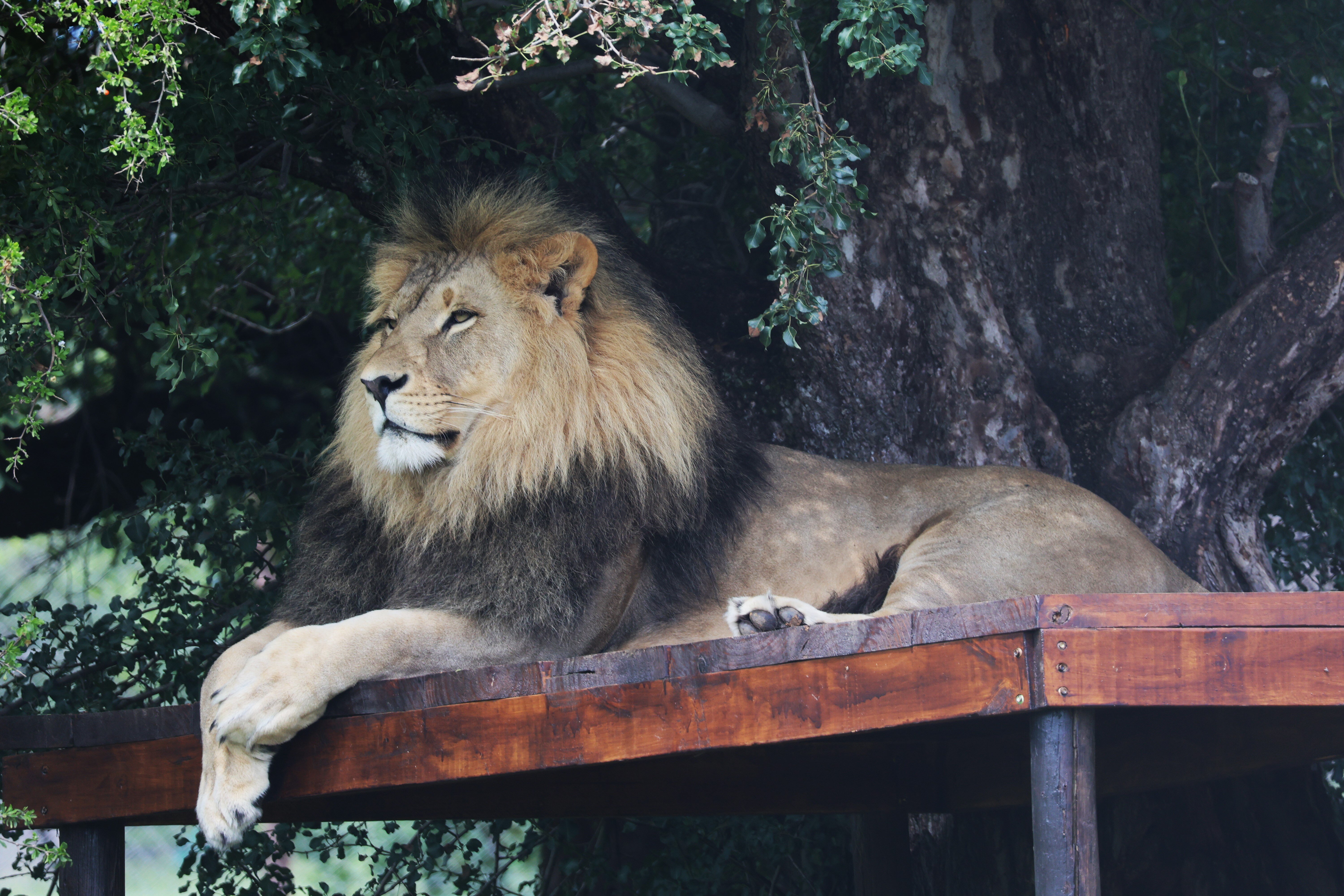 Lion Nikola enjoying his environment