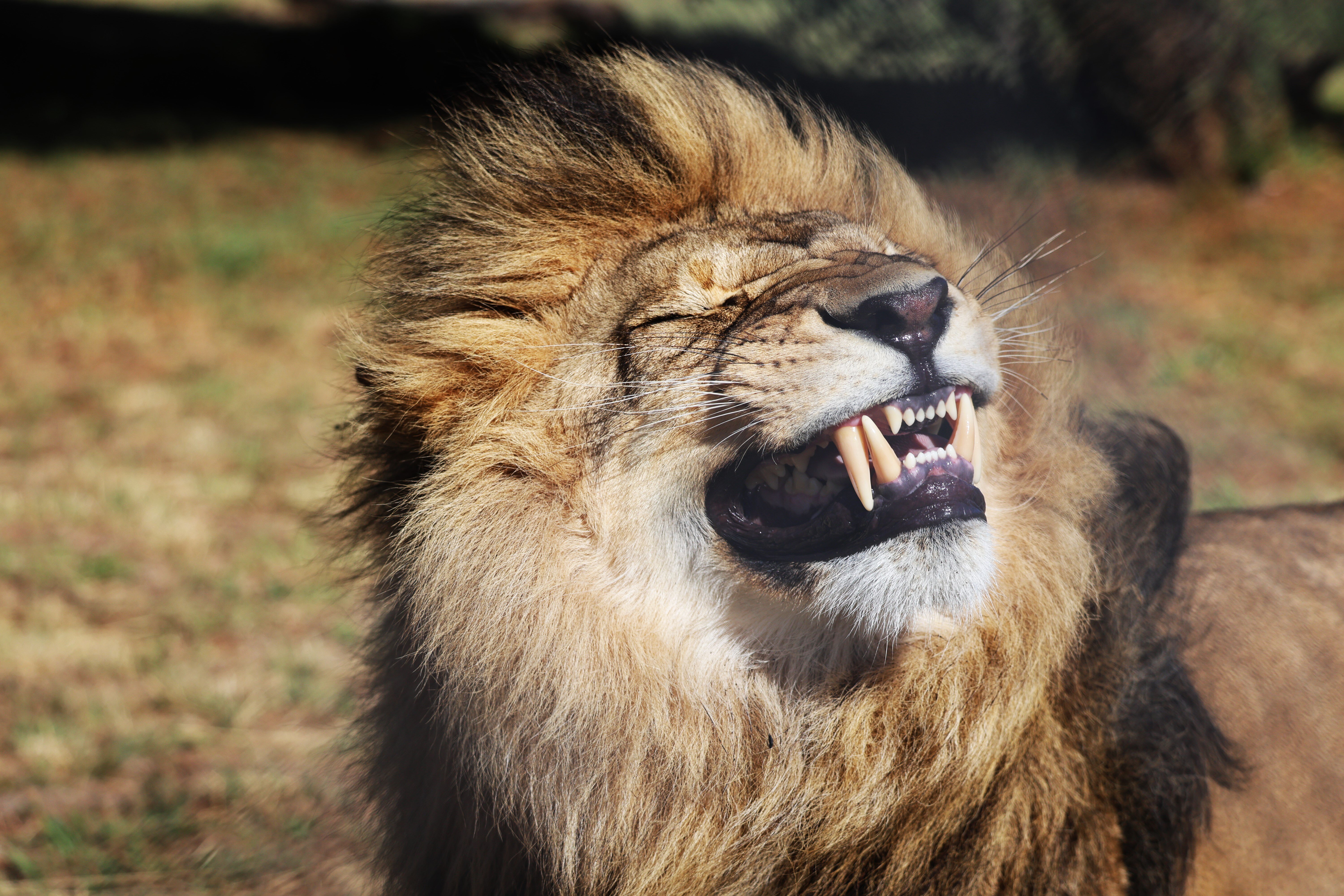 Lion Nikola enjoying his environment