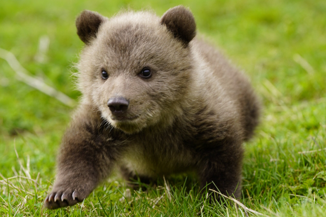 Bear cub Dori