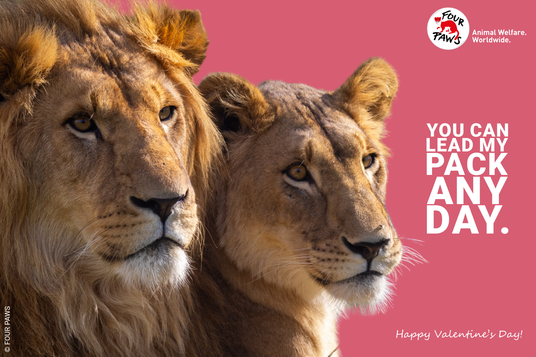 VDAY 2026 HORIZONTAL-11