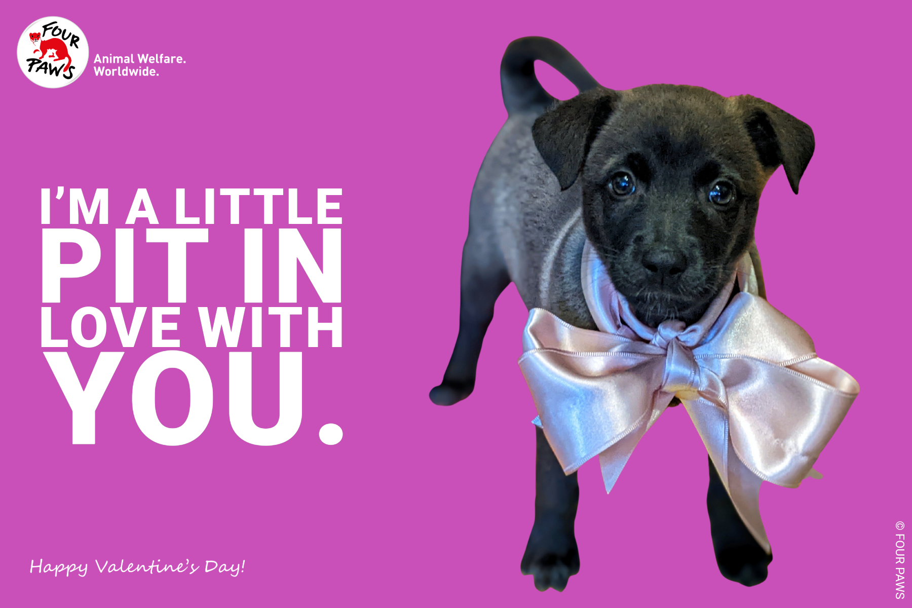 VDAY 2026 HORIZONTAL-12