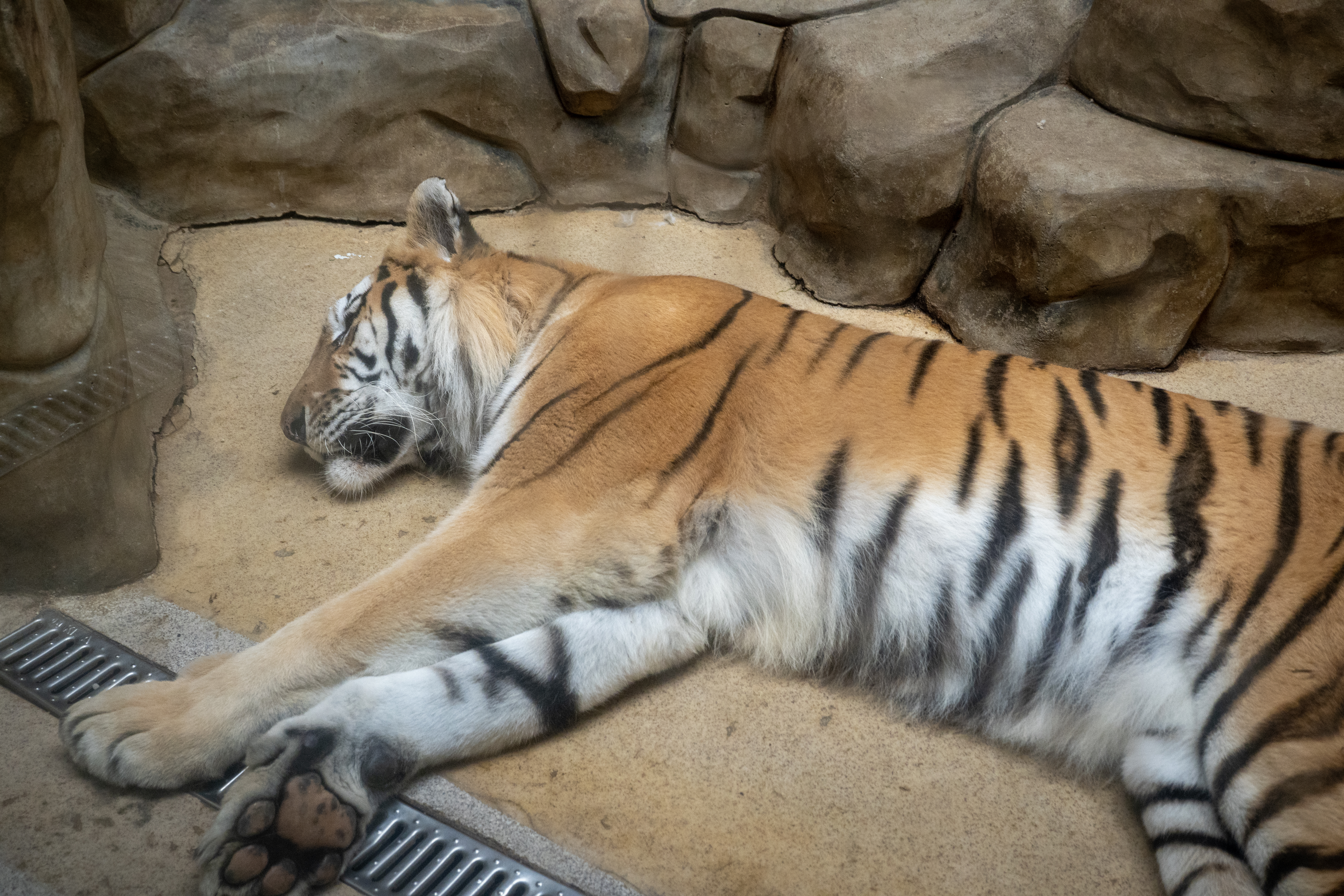 VIER PFOTEN_2025-07-22_00102