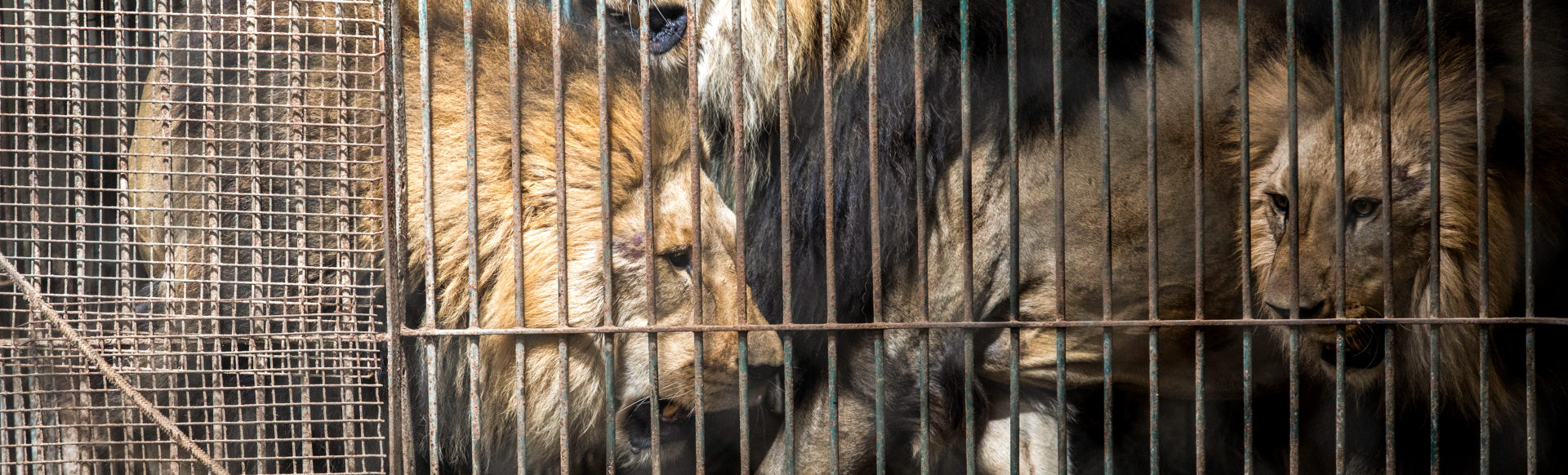 Argentina Emergency Mission