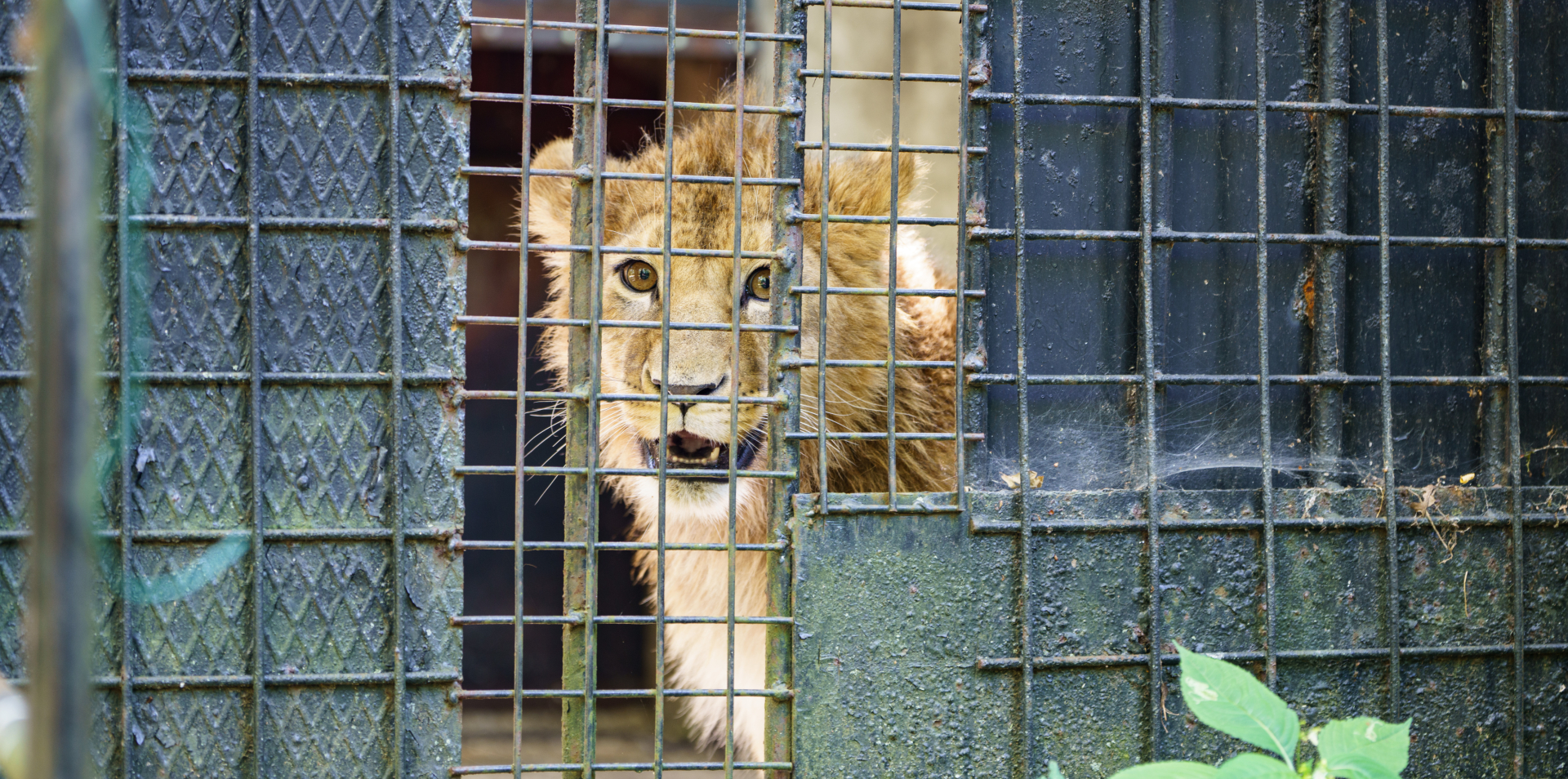 VIER_PFOTEN_2025-06-30_0025