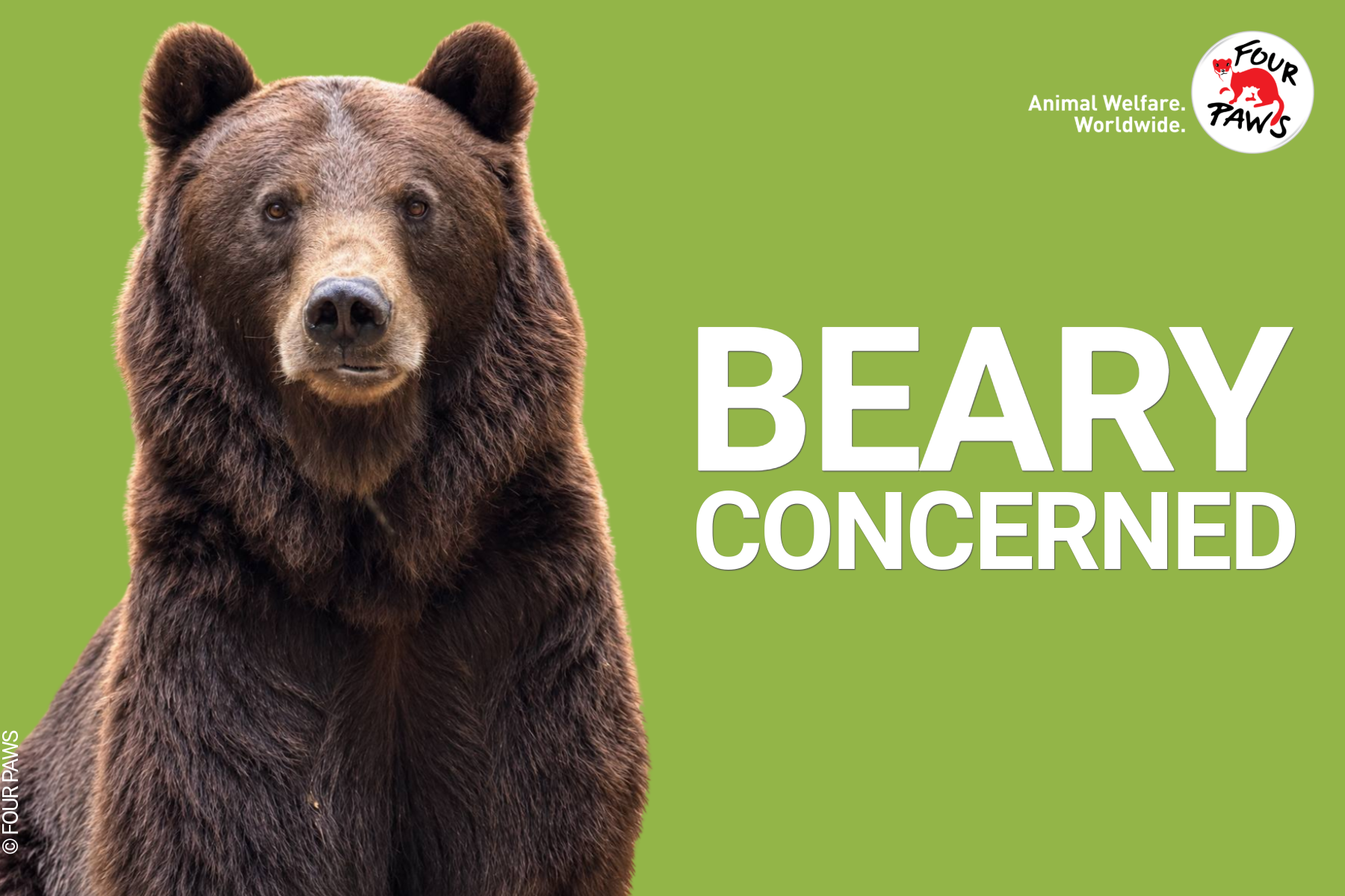 beary_concerned_evergreen 2026-8