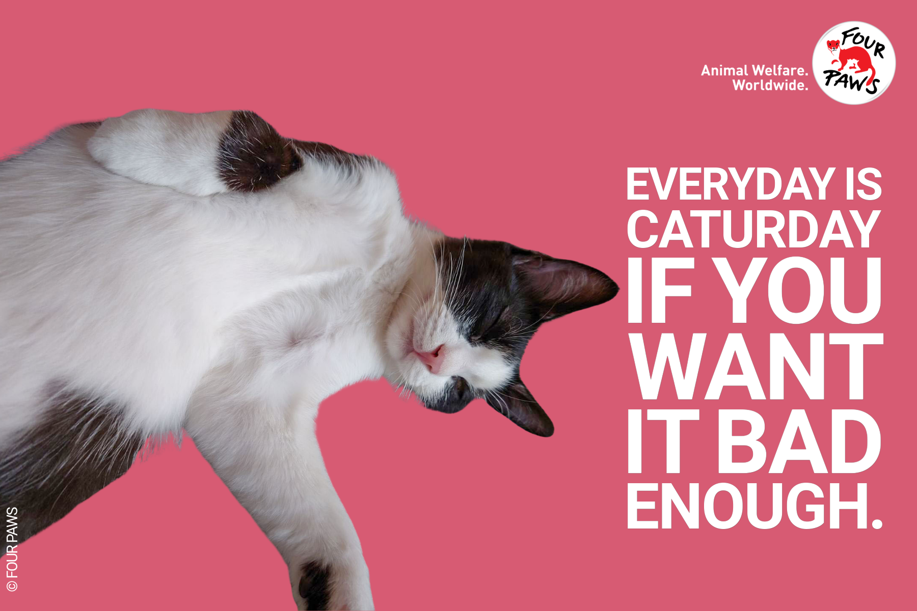 caturday_evergreen 2026-7
