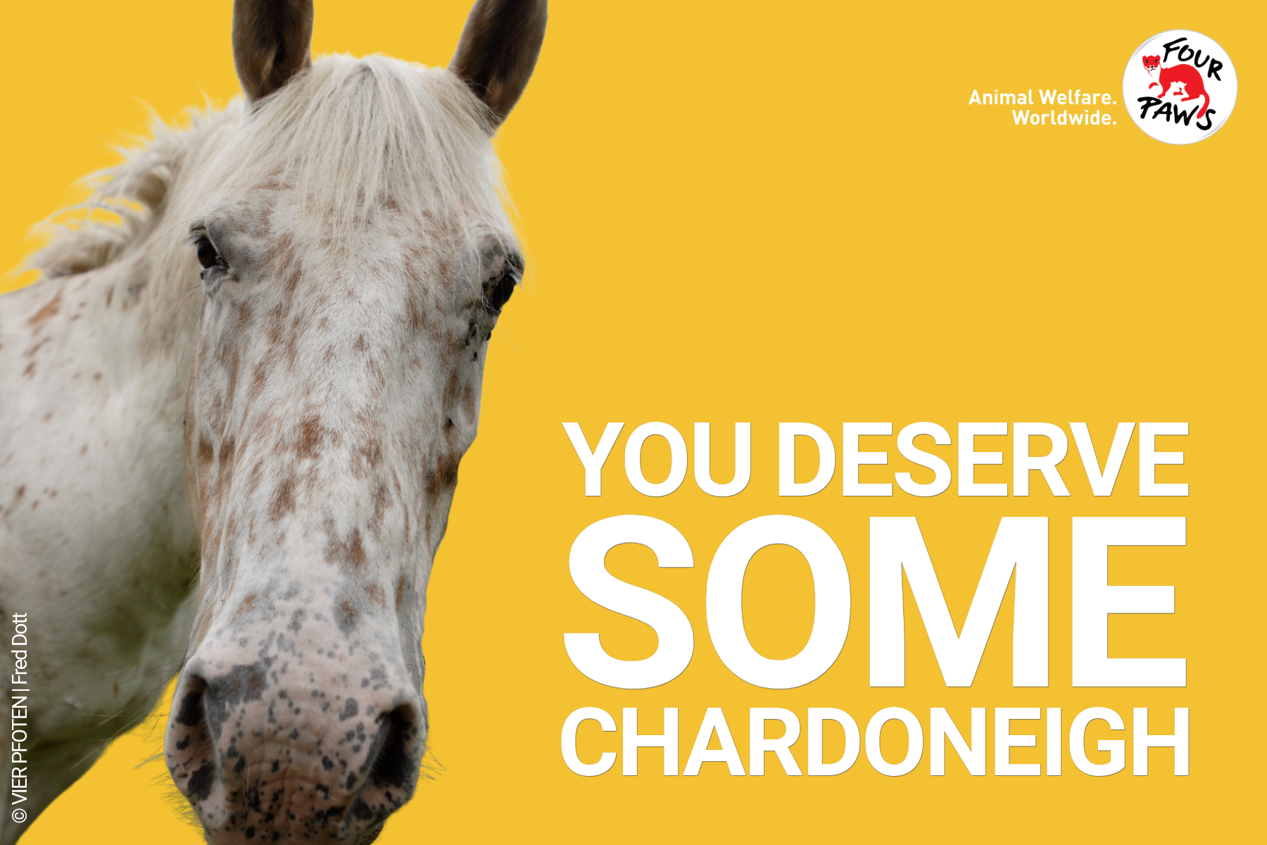 chardoneigh_evergreen 2026-2