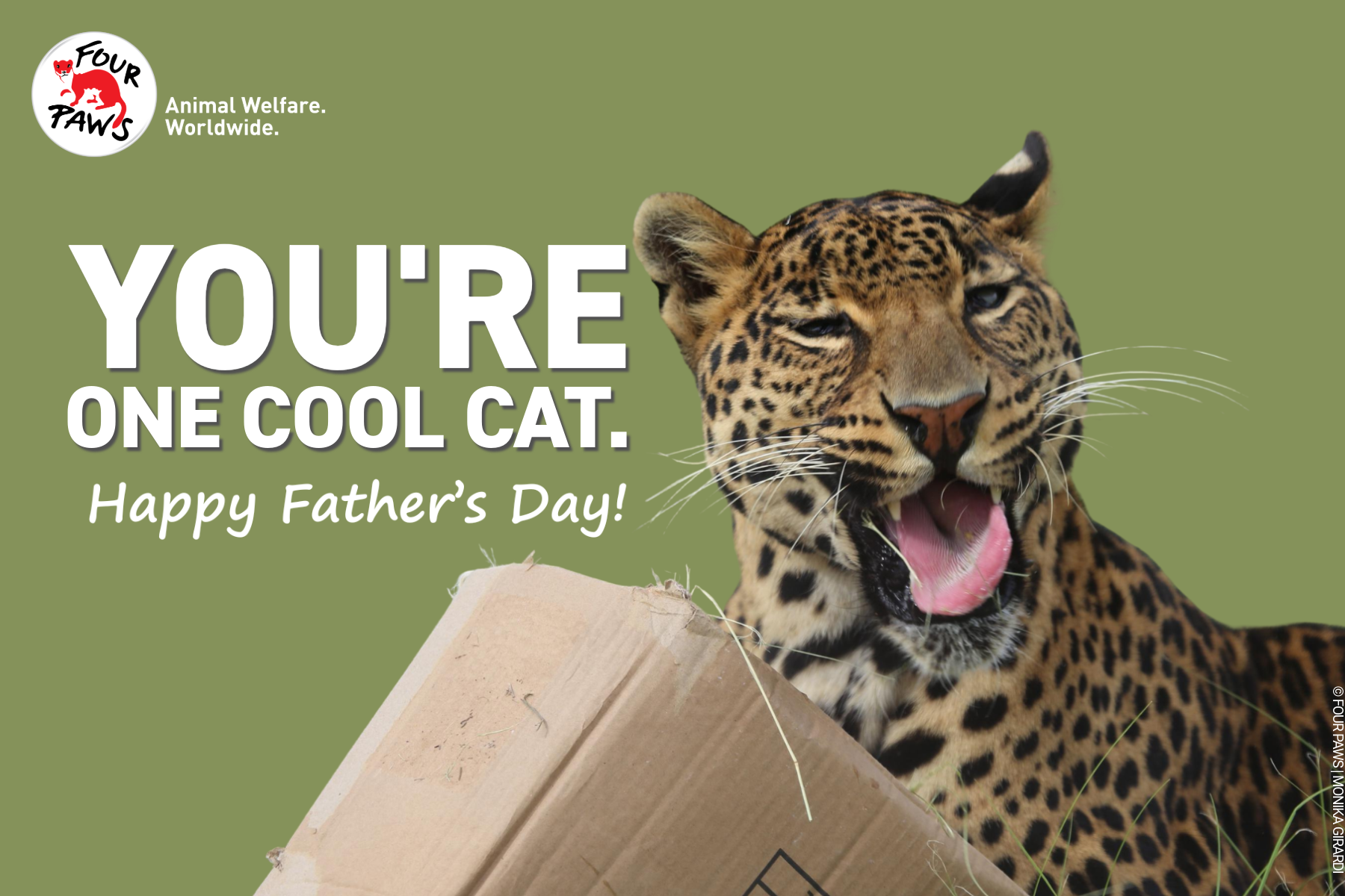 fday 2026-1-coolcat