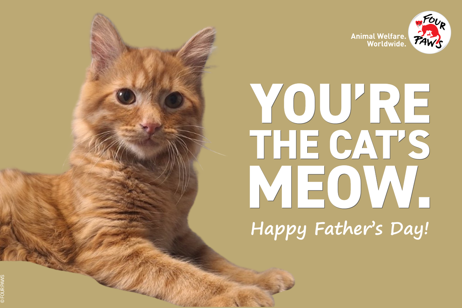 fday 2026-10-cats-meow