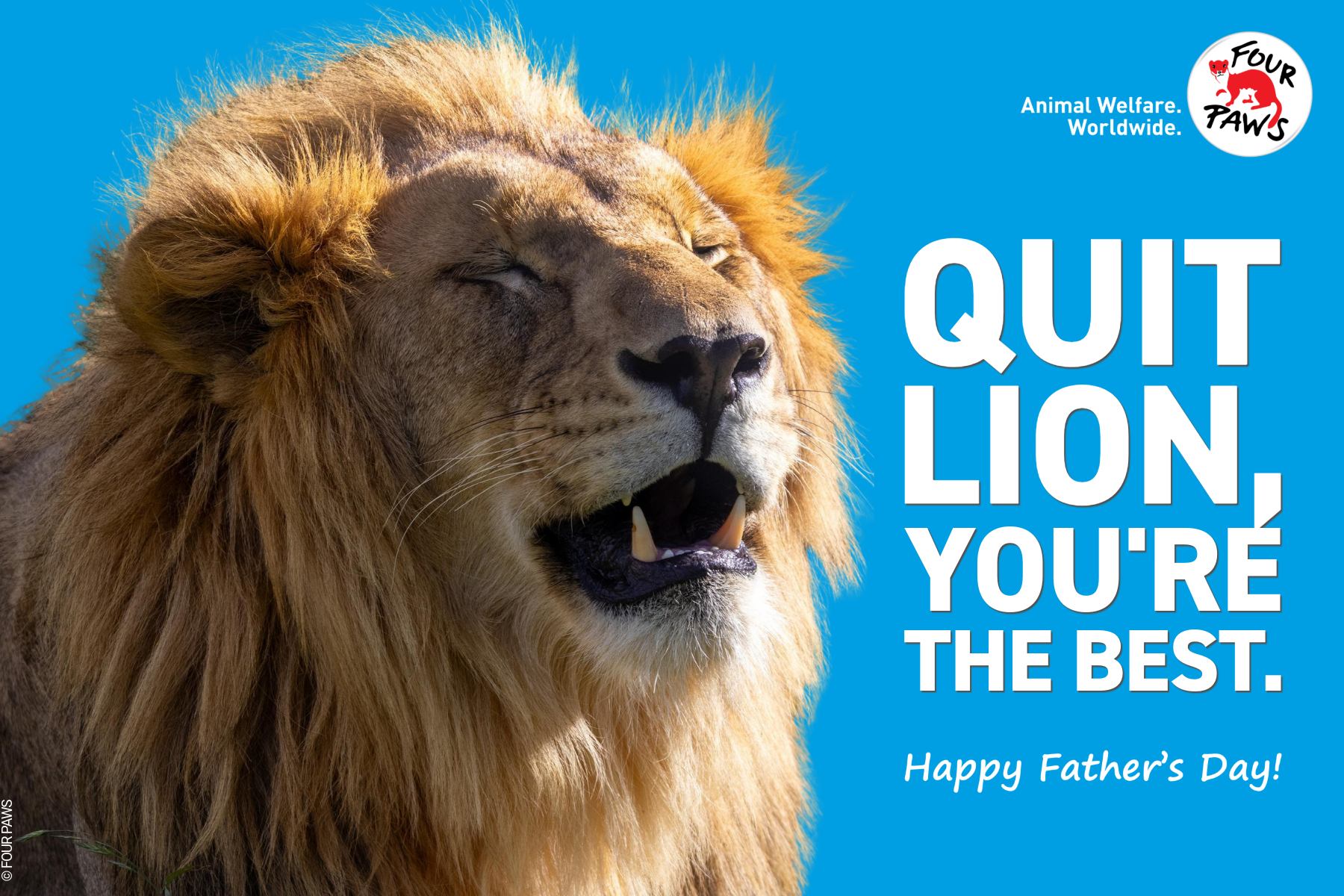 fday 2026-2-quitlion