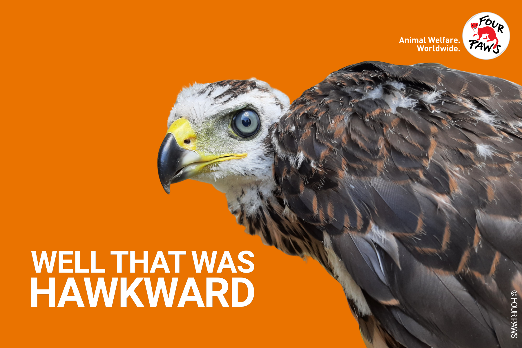 hawkward_evergreen 2026-6