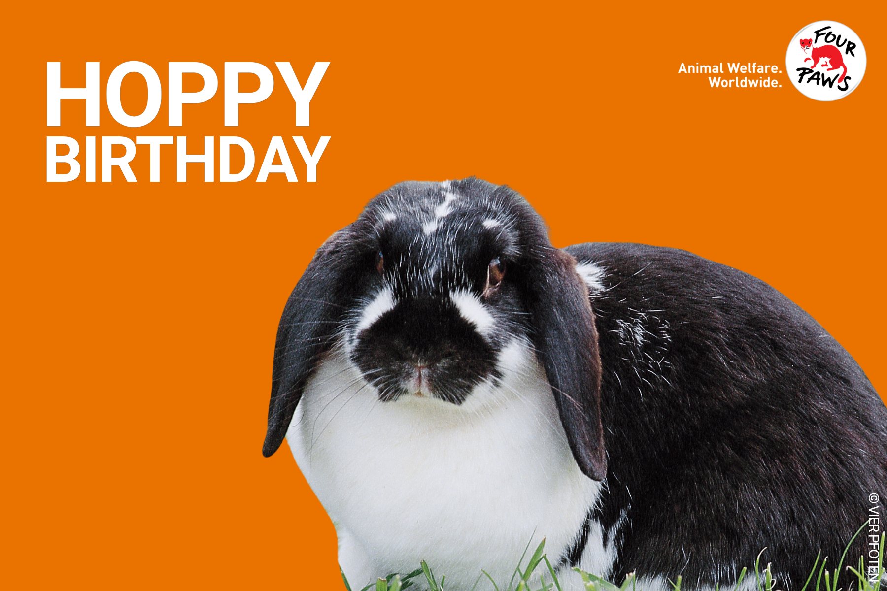 hoppy_birthday_evergreen 2026-13