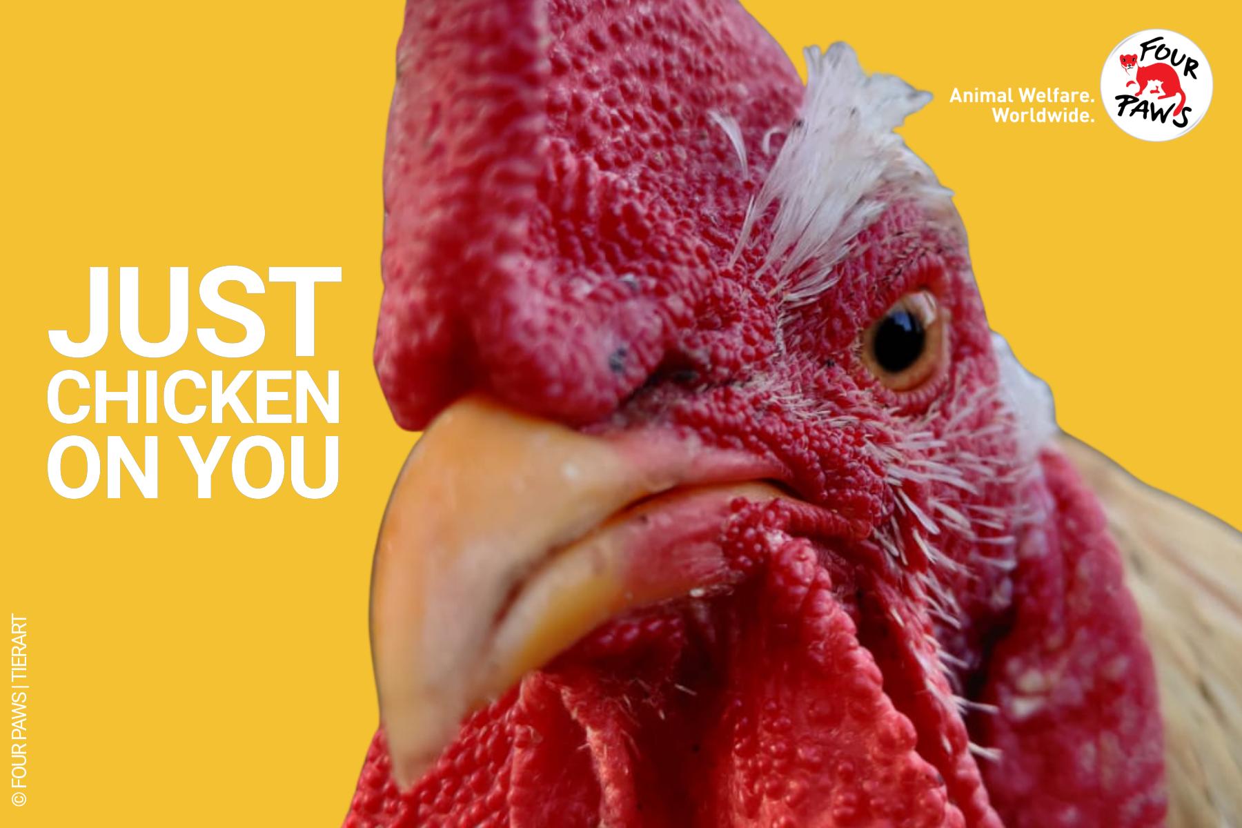 just_chicken_evergreen 2026-10