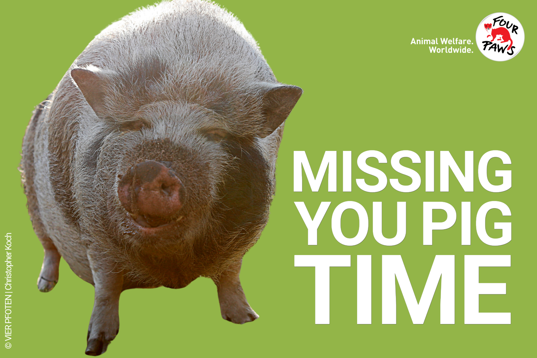 missing_you_pig_time_evergreen 2026-3