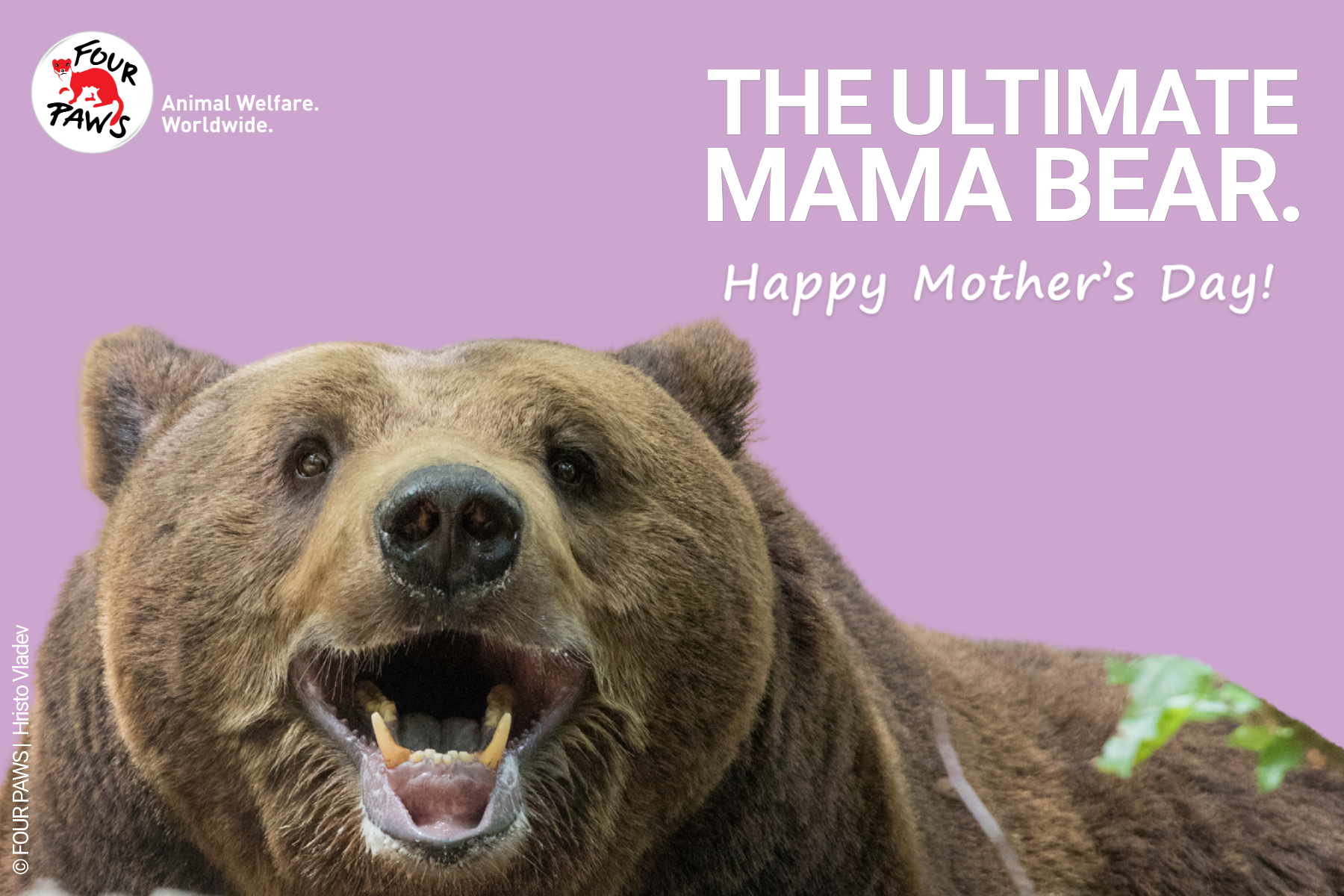 mothers day_bear