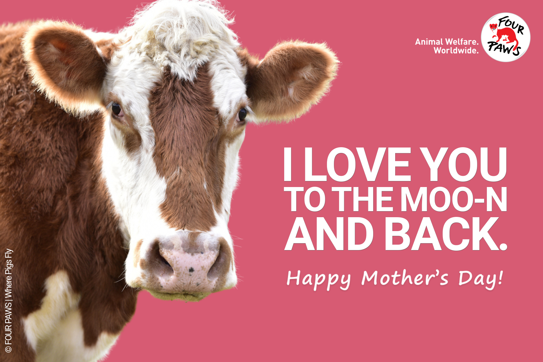 mothers day_cow