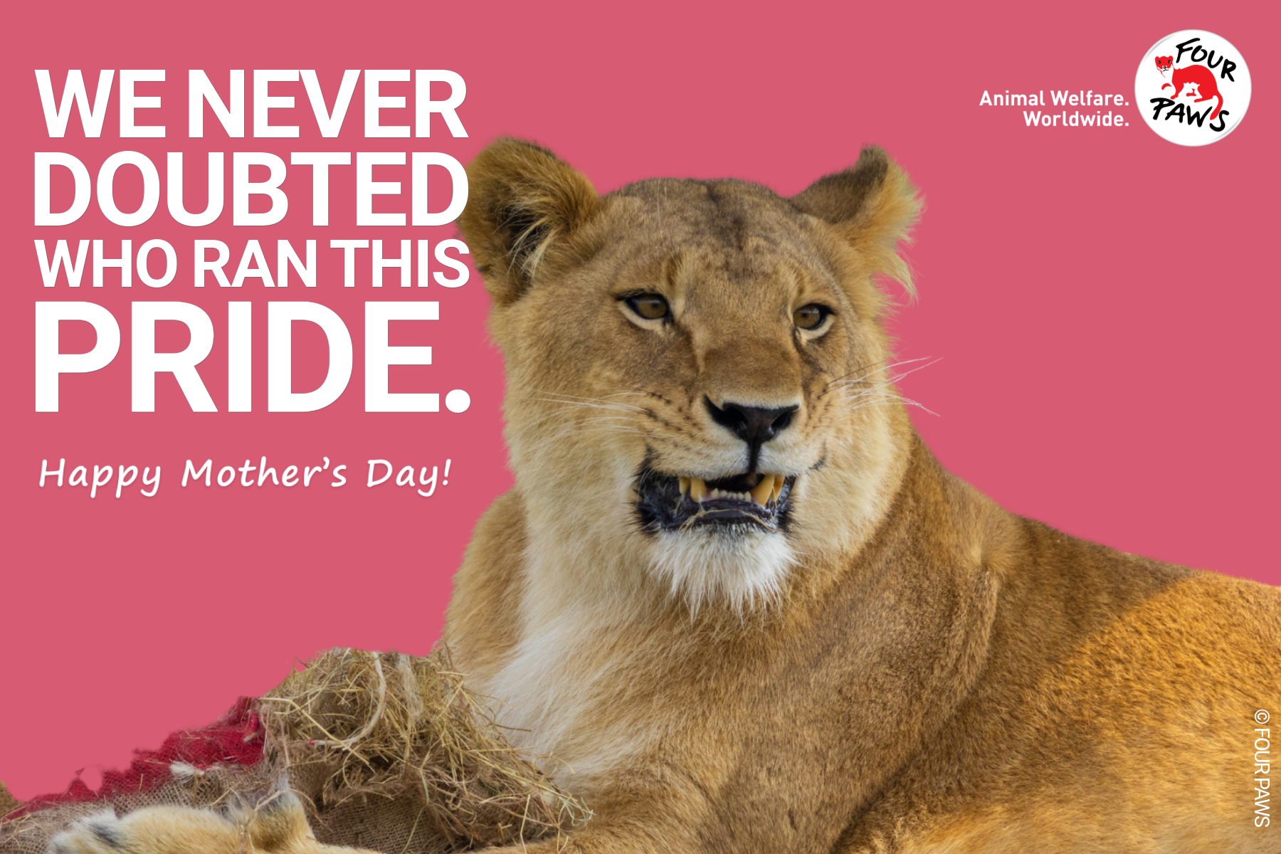 mothers day_lioness
