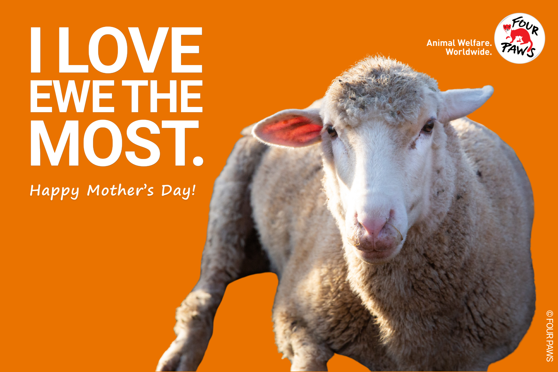 mothers day_sheep