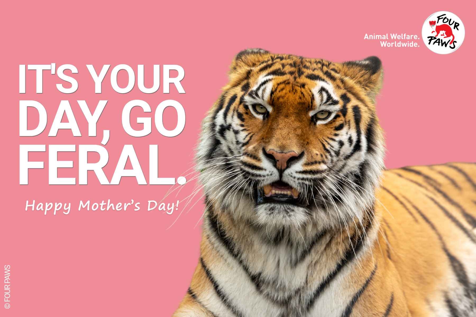 mothers day_tiger
