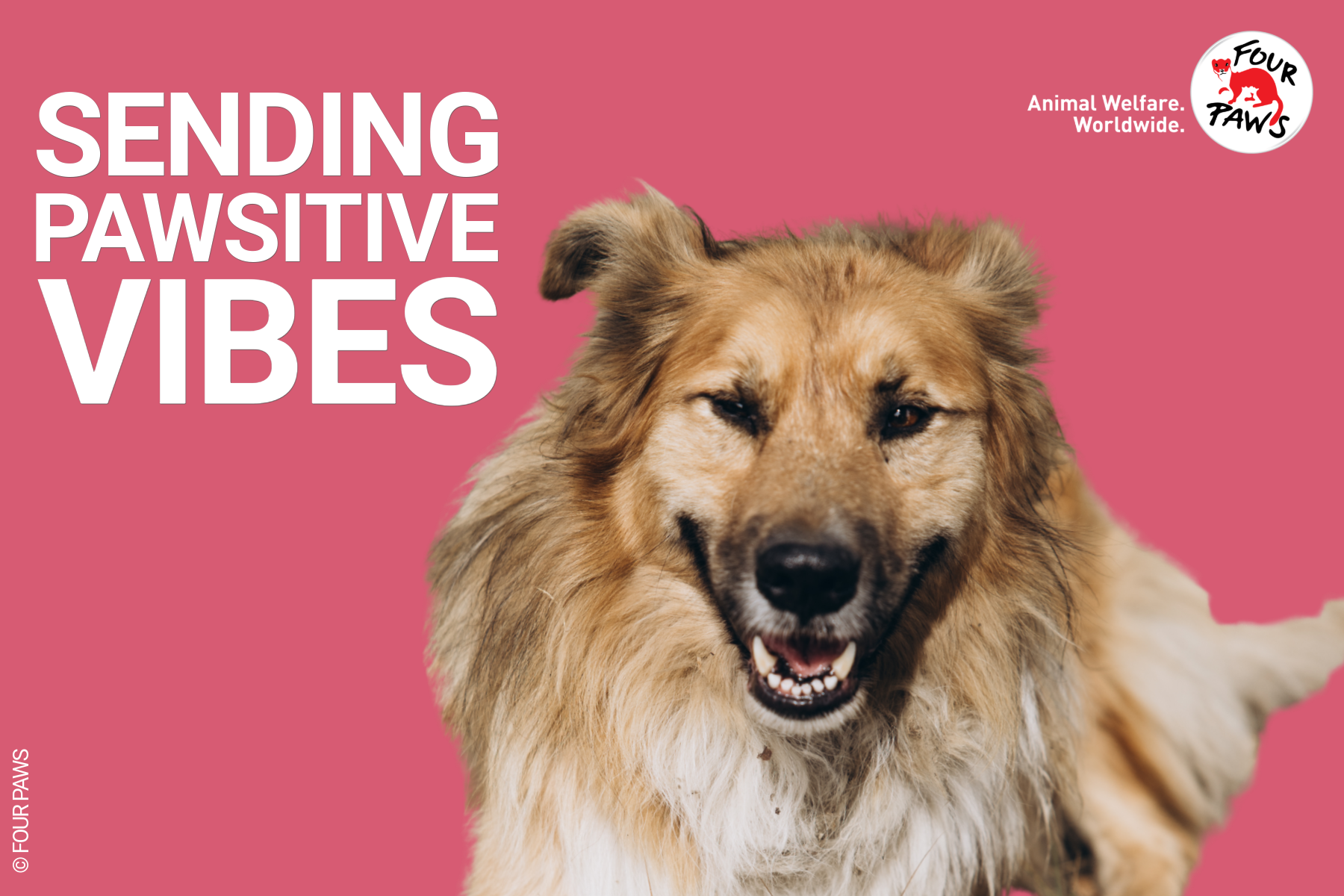 pawsitive_vibes_evergreen 2026-4