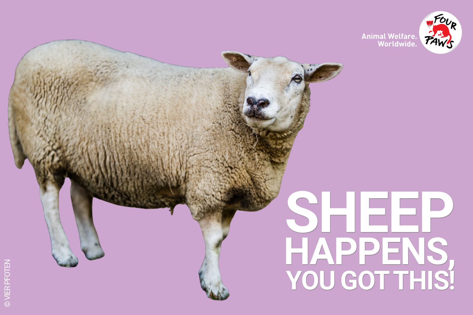 sheep_happens_evergreen 2026-1