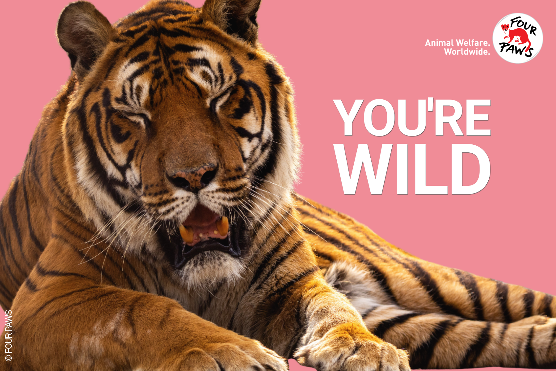 youre_wild_evergreen 2026-9